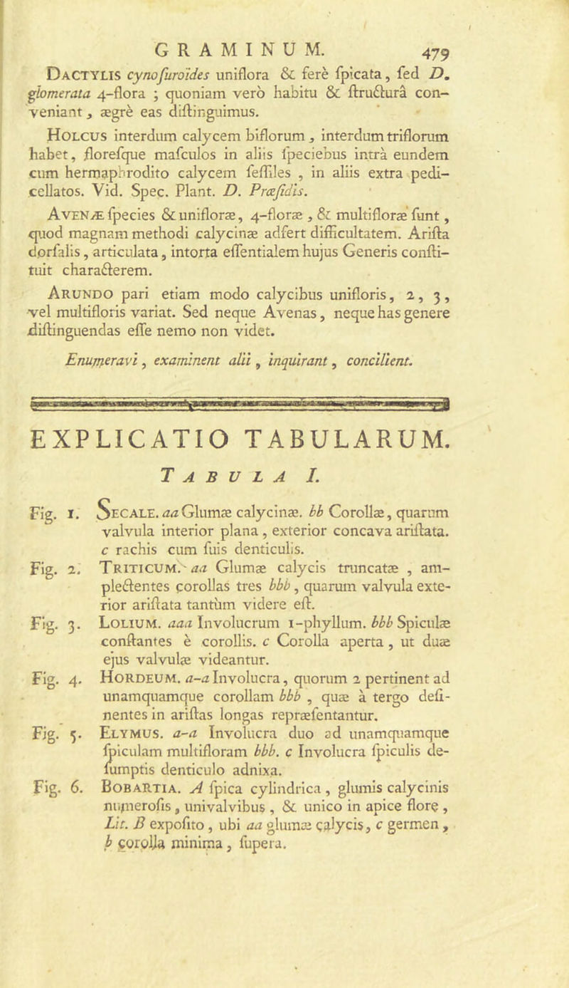 Dactylis cynofuroides uniflora &amp; ferè fpicata, fed D. pomerata 4-flora ; quoniam vero habitu &amp; ftrufturâ con- veniant, ægrè eas diftingiaimus. Holcus interdum calycem biflorum , interdum triflorum habet, ^lorefque mafculos in aliis l'peciebus intrà eundem cum herrnapbrodito calycem feffiles , in aliis extra pedi- ccUatos. Vid. Spec. Plant. D. Prcejidis. Avenæ fpecies &amp;unifloræ, 4-floræ , St multifloræ' funt, quod magnam methodi calycinæ adfert difficultatem. Arifta dorfalis, articulata, intoita elTentialem hujus Generis confti- tiiit charadèerem. Arundo pari etiam modo calycibus unifloris, 2, 3, •vel multifloris variât. Sed neque Avenas, neque bas genere xlillinguendas efle nemo non videt. Enujneravi, examinent aïïi, ïnqulrant, concilient. EXPLICATIO TABULARUM. Tabula I. Fig. I. Sec ALE. iZÆ Glumæ calycinæ. Corollæ, quarnm valvula interior plana, exterior concava ariflata. c rachis cum fuis denticulis. Fig. 2. Triticum. 'Æ.î Glumæ calycis truncatæ , am- pleftentes çoroUas très bbb, quarum valvula exte- rior ariftata tantiim videre eft. Fig. 3. Lolium. Involucrum i-phyllum. Spiculæ confiantes è coroUis. c Corolla aperta, ut duæ ejus valvulæ videantur. Fig. 4. Hordeum. Æ-a Involucra, quorum 2 pertinent ad unamquamque corollam bbb , quæ à tergo defi- nentes in ariftas longas repræfentantur. Fig. 5. Elymüs. a-a Involucra duo ad unamquamque Iplculam multifloram bbb. c Involucra Ipiculis de- mmptis denticulo adnixa. Fig. 6. BobaRtia. a fpica cylindrica , glumis calycinis niijuerofis, univalvibus , &amp; unico in apice flore , Lit. B expofito , ubi aa glumæ çalycis, c germen , b jçorplia minima, fupera.