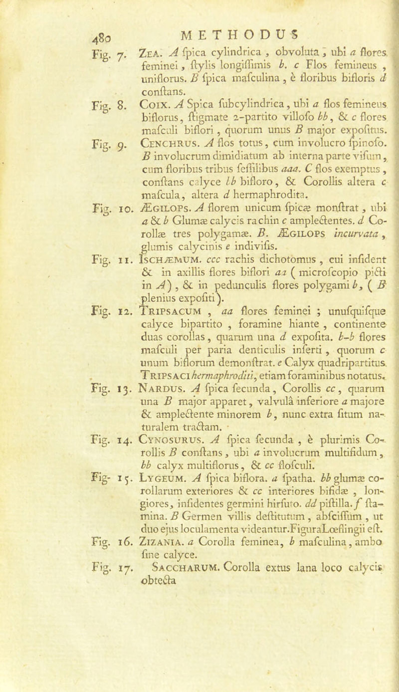 Fig. 7. Fig. 8. Fig. 9. Fig. 10. Fig. II. Fig. 12. Fig. 13. Fig. 14. Fig- 15. Fig. 16. Fig. 17. METHODUS Zea. a fpica cylindrica , obvoluta j ubl a flores, feminei, ftylis longiflimis b. c Flos femineus , uniflorus. B fpica mafculina , è tloribus bifloris d conftans. Coix. A Spica fubcyllndrica, ubi a flos femineus biflorus, ftigmate 2-partito villofo bb, flores mafculi biflori, quorum unus B major expofitus. Cenchrus. a flos totus, cum involucro fpinofo. .5 involucrum dimidiatum ab interna parte vifiim, cum floribus tribus feiîilibus aaa, C flos exemptas , conilans calyce Lb bifloro, &amp; Corollis altéra c mafcula, altéra i hermaphrodita. Ægilops. a florem unicum fpicæ monftrat, ubi a&amp;ib Glumæ calycis rachin c ampleftentes. d Co- rollæ très polygamæ. B. Ægilops incurvata, glumis calycinis e indivifis. IsCHÆMUM. ccc rachis dichotbmus , cui infident &amp; in axillis flores biflori aa ( microfcopio pifti in , &amp; in pedunculis flores polygamie, ( B plenius expofiti). Tripsacum , aa flores feminei ; unufquifque calyce bipartite , foramine hiante , continente duas corollas, quarum una d expofita. b-b flores mafculi per paria denticulis inferti, quorum c unum biflorum demonftrat. e Calyx quadripartitus, T RIPS AGI hirmaphrodïtl, etiam foraminibus notatus, Nardus. a fpica fecunda, Corollis cc, quarum una B major apparet, valvulâ inferiore a majore &amp; ampleftente minorem b, nunc extra fitum na- turalem traftam. ■ Cynosurus. a fpica fecunda , è plurimis Co- rollis B conftans , ubi a involucrum multifidum, bb calyx multiflonis, &amp; ce flofeuli. Lygeum. a fpica biflora. a fpatha. M glumæ co- rollarum exteriores &amp; cc interiores bifidæ , lon- giores, infidentes germini hirfuto. d^i/piftilla./' fta- mina. B Germen villis deftitutum , abfciflum , ut duo ejus loculamenta videantur.FiguraLœflingii eft. ZiZANiA. a Corolla feminea, b mafculina, ambo fine calyce. Saccharum. Corolla extus lana loco calycis obte61a