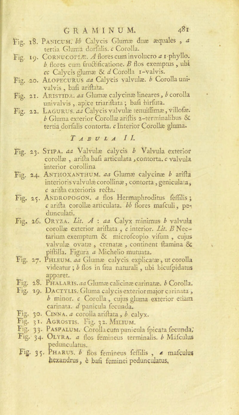 fig. i8. Panicum. bb Calycis Glumæ duæ æqiiales , a tertla Gliiraa dorfalis. c Corolla. Fig. ly. CoRNUCOriÆ. A florescum involucro a i-phyllo, b flores cum fruclificadone. B flos exemptais , ubi cc Calycis glumæ & d Corolla i-valvis. Fig. 20. Alopecurus aa Calycis valvulæ. b Corolla uni- valvis , bafi ariftata. Fig. 21. Aristida. aa Glumæ calycinæ lineares, b corolla univalvis , aplce triarlllata ; bafi birfuta. Fig. 22. Lagurus.æj Calycis valvulæ tenuifl[imæ,villofæ. b Gluma exterior Corollæ ariflis 2-terminalibus Sc tertia dorfalis contorta. c Interior Corollæ gluma. Tabula IL Fig. 23. SxiPA. aa Valvulæ calycis b Valvula exterior corollæ , arifta bafi articulata, contorta. c valvula interior corollina Fig. 24. Anthoxanthum. aa Glumæ calycinæ b arifta interioris valvulæ corollinæ, contorta, genicula'.a, c arifta exterioris redla. Fig. 23. Andropogon. a flos Hermaphroditus feflilis ; c arifta corollæ articulata, bb flores mafculi, pe-, dunculati. Fig. 26. Oryza. Lit. A : aa Calyx minimus b valvula corollæ exterior ariftata , c interior. Lit. B Nec- tar iumexemptum & microfcopio vifum , cujus valvulæ ovatæ , crenatæ , continent ftamina & piflilla. Figura a Michelio mutuata. Fig. 27. Phleum. aa Glumæ calycis explicafæ , ut corolla videatur ; b flos in fitu naturali, ubi bicufpidatus apparet. Fig. 28. Phalaris. Glumæ calicinæ carinatæ. ^ Corolla. Fig, 29. Dactylis. Gluma calycis exterior major carinata , b minor. c Corolla, cujus gluma exterior etiam carinata, d panicula fecunda. Fig. 30. CiNNA.corolla ariftata, ^ calyx. Fig. 31. Agrostis. Fig. 3 2. Milium. 33- Paspalum. Corolla cum panicula Ipicata fecunda; ^ig- 34* Olyra. a flos femineus terminalis. b Mafculus pedunculatus- Fig. 35. Pharus. b flos femineus feiTilis , a mafcului texandrus, è bafi feminei pedunculatus.