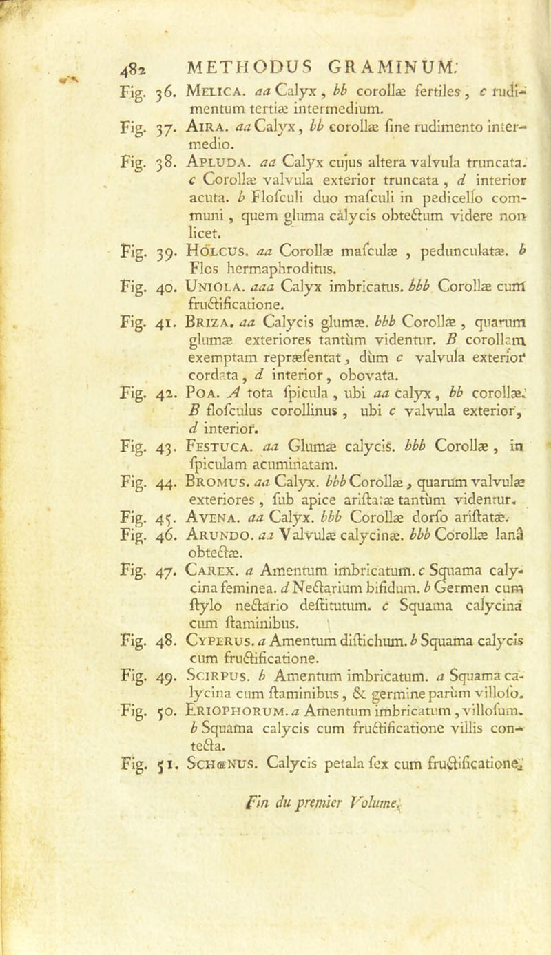 Fig. 36. Melica. aaCwlyx, bb corollæ fertiles, c rudi- mentum tertiæ intermeclium. Fig. 37. Aira. ^z^Calyx, bb corollæ fine rudimento inter- inedio. Fig. 38. Apluda. Calyx cujus altéra valvula truncata. c Corollæ valvula exterior truncata, d interior acuta, b Flofculi duo mafculi in pedicello com- miuii, quem gluma càlycis obteâum videre non licet. Fig. 39. Holcus. aa Corollæ mafculæ , peduncuktæ. b Flos hermaphroditus. Fig. 40. UniOla. aaa Calyx imbricatus. bbb Corollæ cuirt fruftificatione. Fig. 41. Briza. aa Calycis glumæ. bbb Corollæ , quarum glumæ exteriores tantum videntur. B corollam exemptam repræfentat, dùm c valvula exterioi* cordata, d interior, obovata. Fig. 42. PoA. A tota fpicula , ubi aa calyx, bb corollæ.' B flofculus corollinus , ubi c vahnila exterior, d Interiof. Fig. 43. Festuca. aa Glumæ calycis. bbb Corollæ , in fpiculam acumiriatam. Fig. 44. Bromus. iza Calyx. Corollæ, quarum valvulæ exteriores , fub apice ariftaræ tantum videnrur. Fig. 45. Avena. aa Calyx. bbb Corollæ dorfo ariftatæ.- Fig. 46. Arundo. <2.2 Valvulæ calycinæ. Corollæ lanâ obteftæ. Fig. 47. Carex. a Amentum imbricatuffl. c Squama caly- cina feminea. d Neftarium bifidum. b Germen cum ftylo neftario deffitutum. c Squama calycinâ cum ftaminibus. Fig. 48. Cyperus. a Amentum diftichum. b Squama calycis cum fruéHflcatione. Fig. 49. SciRPUS. b Amentum imbricatum. a Squama ca- lycina cum ftaminibus, & germine parùm villofo. Fig. 50. Eriophorum. a Amentum imbricatum, villofum. b Squama calycis cum fruftifîcatione villis con->. tefta. Fig. 51. ScHœNUS. Calycis petala fex cum fru^ificationeà’ fin du premier Volume]^