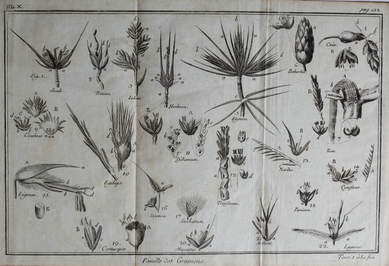 Êoéai'iù Tf'ttiium Liolttun feiun. \E2umttt/. ^chœmum Mar^u/. Çyno/ett'u^ (aciun anicttt$t 'accna7^u?ri Arifli^œ. ûrnuciyjtce. 1>pcCUt'HJ. Famille ied GramazS