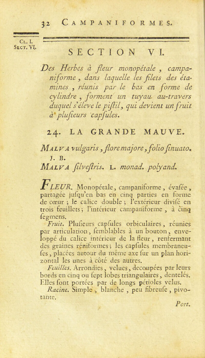 Cl. I. Sect. VI. 32 Campaniformes. SECTION VI. Des Herbes à fleur monopétale , campa- niforme , dans laquelle les flets des éta- mines , réunis par le bas en forme de cylindre , forment un tuyau au-travers duquel séleve le piflily qui devient un fruit à* P lufeurs ’cap fuies. 24. LA GRANDE MAUVE. Malva vulgaris, flore majore, folio flnuato, J. B. Malva fllveflris. l. monad. polyand. Fleur. Monopétale, campanîforme, évafée , partagée jufqu’en bas en cinq parties en forme de cœur ; le calice double 5 l’extérieur divifé en trois feuillets •, l’intérieur campaniforme , à cinq fegmens. Fruit. Plufieurs capfules orbiculaires, réunies par articulation, femblables à un bouton, enve- loppé du calice intérieur de la fleur, renfermant des graines réniformes; les capfules membraneu- fes , placées autour du même axe fur un plan hori- zontal les unes à côté des autres. Feuilles. Arrondies, velues, découpées parleurs bords en cinq ou fept lobes triangulaires, dentelés. Elles font portées par de longs pétioles velus. Racine. Simple , blanche , peu fibreufe, pivo- tante. Port.