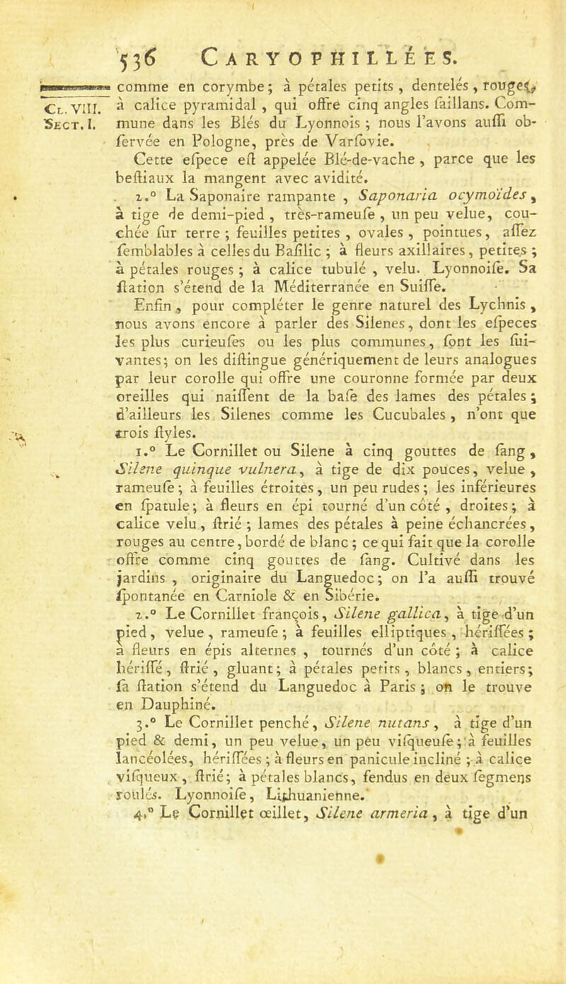 '53^ C A R Y O P H I t L È E s. 'wiiiMini ■ comme en corymbe ; à pétales petits, dentelés , rougc^ cl.VIII. calice pyramidal, qui oft're cinq angles faillans. Com- 5ect. I. mune dans les Blés du Lyonnois ; nous l’avons aufll ob- lervée en Pologne, près de Varlôvle. Cette efpece eil appelée Blé-de-vache , parce que les beftiaux la mangent avec avidité. i.° La Saponaire rampante , Saponaria ocymoides ^ à tige de demi-pied , très-rameufe , un peu velue, cou- chée fur terre -, feuilles petites , ovales , pointues, alTez (èmblables à celles du Bafilic ; à fleurs axillaires, petites ; à pétales rouges ; à calice tubulé , velu. Lyonnoifè. Sa flation s’étend de la Méditerranée en Siiifle. Enfin , pour compléter le genre naturel des Lychnis , nous avons encore à parler des Silenes, dont les efpeces les plus curieufes ou les plus communes, font les lùi- vantes; on les diftingue génériquement de leurs analogues par leur corolle qui offre une couronne formée par deux oreilles qui naiffent de la bafe des lames des pétales ; d’ailleurs les Silenes comme les Cucubales , n’ont que trois flyles. i.° Le Cornillet ou Silene à cinq gouttes de fàng , Slhne quinque vulnera^ à tige de dix pouces, velue, rameufè ; à feuilles étroites, un peu rudes ; les inférieures en fpatule; à fleurs en épi tourné d’un côté , droites; à calice velu, flrié ; lames des pétales à peine échancrées, rouges au centre, bordé de blanc ; ce qui fait que la corolle offre comme cinq gouttes de fàng. Cultivé dans les jardins , originaire du Languedoc; on l’a aufli trouvé Ipontanée en Carniole & en Sibérie. Le Cornillet franqois, Silene gallica^ à tige d’un çied, velue, rameufè; à feuilles elliptiques, hériffées ; a fleurs en épis alternes , tournés d’un côté ; à calice hériffé, ftrié , gluant; à pétales petits, blancs, entiers; fâ flation s’étend du Languedoc à Paris ; oti le trouve en Dauphiné. 3. ° Le Cornillet penché, Silene mit ans ^ à tige d’un pied & demi, un peu velue, un peu vifqueufè;'à feuilles lancéolées, hériffées ; à fleurs en panicule incliné ; à calice vifqueux , flrié; à pétales blancs, fendus en deux fègmens roulés. Lyonnoifè, Litlmanienne.' 4, ° Le Cornillet oeillet, Silene armeria ^ à tige d’un * »