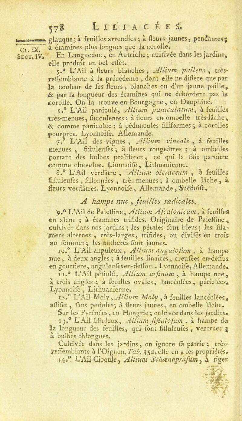 iRrssnvr^Ha ~Cl. IX. Sect. IV. Liliacées, glauque-, à feuilles arrondies ; à fleurs Jaunes, pendantes; à étamines plus longues que la corolle. En Languedoc , en Autriche; cultivée dans les jardins, elle produit un bel effet. 5.® L'Ail à fleurs blanches, Alliiim pallens ^ très- reflemblante à la précédente , dont elle ne diffère que par la couleur de les fleurs, blanches ou d’un jaune paille, & par la longueur des étamines qui ne débordent pas la corolle. On la trouve en Bourgogne, en Dauphiné. 5.® L’Ail paniculé, Alüum paniculatum^ à feuilles très-menues, lùcculentes ; à fleurs en ombelle très-lâche, & comme paniculée ; à pédoncules filiformes ; à corolles pourpres. Lyonnoifè. Allemande. 7. ” L'Ail des vignes , A Ilium vineale , à feuilles menues , fiftuleulès ; à fleurs rougeâtres ; à ombelles portant des bulbes proliférés , ce qui la fait paroître comme chevelue. Lionnoilè, Lithuanienne. 8.  L’Ail verdâtre , Allium oleraceum , à feuilles fiftuleufès , fillonnées , très-menues ; à ombelle lâche , à flçurs verdâtres. Lyonnoifè, Allemande, Suédoilè. A hampe nue , feuilles radicales. 9. ® L’Ail de VzleQime y Allium Afcalonicum, à feuilles en alêne ; à étamines trifides. Originaire de Palefline, cultivée dans nos jardins ; les pétales font bleus ; les fila- mens alternes , très-larges, trifides, ou divifés en trois au fbmmet ; les anthères font jaunes. 10. “ L’Ail anguleux , Allium angulofum , à hampe nue, à deux angles ; à feuilles linalres, creufées en-deffus en gouttière, anguleufèsen-defTous. Lyonnoifè, Allemande. 11. ® L’Ail pétiolé, Allium urfinum à hampe nue, à trois angles ; à feuilles ovales, lancéolées, pétiolées» Lyonnoifè, Lithuanienne. ix.° L’Ail M.o\yAllium Moly , à feuilles lancéolées, aflifès, fans pétioles; à fleurs jaunes, en ombelle lâche. Sur les Pyrénées, en Hongrie ; cultivée dans les jardins. 13.“ L’Ail filluleux, Allium fiflulojum , à hampe do la longueur des feuilles, qui font fifluleufès , ventrues ; à. bulbes oblongues. Cultivée dans les jardins, on ignore fâ patrie ; très- ïeflèmblante à l’Oignon, 35 2, elle en a les propriétés. .ï4»® L’Ail Ciboule J Allium Scheenoprafum ^ à liges