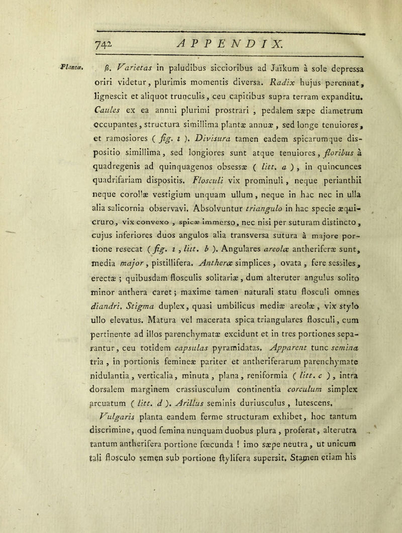 oriri videtur, plurimis momentis diversa. Radix hujus perennat, lignescit et aliquot trunculis, ceu capitibus supra terram expanditu. Gaules ex ea annui plurimi prostrari , pedalem sæpe diametrum Occupantes, structura simillima plantæ annuæ , sed longe tenuiores, et ramosiores ( fig. 1 ). Divlsura tamen eadem spicarumque dis - positio simillima, sed longiores sunt atque tenuiores , floribus à quadregenis ad quinquagenos obsessæ ( lut, a ) , in quincunces quadrifariam dispositis. Flosculi vix prominuli, neque perianthii neque corobæ vestigium unquam ullum , neque in hac nec in ulla alia salicornia observavi. Absolvuntur triangulo in hac specie æqui- cruro, vix convexo , spicæ immerso, nec nisi per suturam distincto, cujus inferiores duos angulos alia transversa sutura à majore por- tione resecat {fig. 1 , lut. b ). Angulares areolœ antheriferæ sunt, media major , pistillifera. Anthercc simplices , ovata , fere sessiles , erectæ ; quibusdam flosculis solitariae, dum alteruter angulus solito minor anthera caret ; maxime tamen naturali statu flosculi omnes dlandri. Stigma duplex, quasi umbilicus mediæ areoîæ , vix stylo ullo elevatus. Matura vel macerata spica triangulares flosculi, cum pertinente ad illos parenchymatæ excidunt et in très portiones sepa- rantur, ceu totidem capsulas pyramidatas. Apparent tune semina tria , in portionis femineæ pariter et antheriferarum parenchymate nidulantia, verticalia, minuta, plana, reniformia ( Vitt. c ), intra dorsalem marginem crassiusculum continentia corculum simplex preuatum ( Vitt. d ). Arillus seminis duriusculus , lutescens, Vulgaris planta eandem ferme structuram exhibet, hoc tantum discrimine, quod femina nunquam duobus plura , proférât, alterutra tantum antherifera portione fœcunda ! imo sæpe neutra, ut unicum tah flosculo semen sub portione ftylifera supersit, Stapaen etiam his