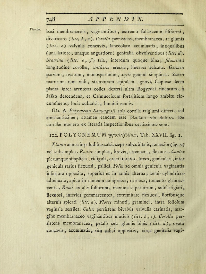 Tlantee. I i J basi membranaceis , vaginantibus , extremo foliascente filiforrm , divaricato (litt, b ,c). Corolla persistens, membranaeea, triglumis ( litt. c) valvulis concavis, lanceolato acuminatis , inæqualibus (una latiore, unaque angustiore) genitalia obvolventibus (litt, d)% Stamina (litt. e, f) tria, interdum quoque bina; filamentci longitudine corollæ, antherœ erectæ ,, lineares sulcatæ. Gertneti parvum, ovatum , monospermum, styli gemini simplices. Semen maturum non vidi, structuram spiralem agnovi. Copiose îecta planta inter arenosos colles deserti ultra Bogyrdai fluentum, à Jaïko descendens, et Calmuccicum fortalitium longo ambitu eir- cumfluens; locis subsalsis, humidiusculis. Obs. A Polycnemo Sauvagesii soîa corolla triglumi difrert, sed constantissime ; attamen eandem esse plantam vlx dubito. De corollæ numéro ex iteratis inspectionibus certissimus sum- 102, POLY CNEMUM oppositifolium, Tab. XXVII, fig. 1» Planta annua in paludibus saisis sæpe subcubitalis, ramosior (fig. 2) vel subsimplex. Radix simplex, brevis, attenuata , flexuosa. Gaules plerumque simplices, ridiguli, erecti teretes, îæves, geniculati, inter genicula rarius flexuosi, pallidi. Folia ad omnia genicula vaginantia inferiora opposita, superius et in ramis alterna; semi-cylindrico- adtenuata, apice in cuneum compressa, carnosa, tomento glauces- centia, Rami ex alis foliorum, maxime superiorum , subfastigiatf, flexuosi, inferius gemmascentes, extremitate flexuosi, floribusque alternis spicati (litt. a). Flores minuti, graminei, intra foliolum vaginale sessiles. Calix persistens bivalvis valvulis carinatis, mar- gine membranaceo vaginantibus muticis (litt. b, c). Corolla per- sistens membranaeea, petalis seu glumis binis (litt. d), ovato concavis 5 acuminatis, situ calici oppositis, circa genitalia vagi-