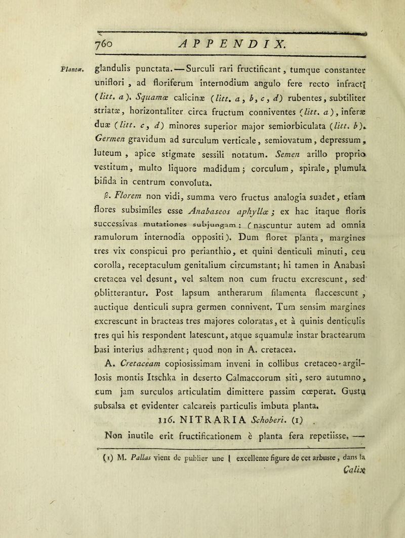 Plant*, glandulis punctata. — Surculi rari fructificant, tumque constantes uniflori , ad floriferum internodium angulo fere recto infracti (litt. a), Squamœ calicinæ (litt. a , b, c, d) rubentes, subtilités striatæ, horizontalités circa fructum conniventes {litt. a), inferae duæ (litt. c y d) minores superior major semiorbiculata ( litt. b)* Germen gravidum ad surculum verticale, semiovatum, depressum, luteum , apice stigmate sessili notatum. Semen arillo proprio vestitum, multo liquore madidum 5 corculum, spirale, plumula. bifida in centrum convoluta. A Florent non vidi, summa vero fructus analogia suadet, etiana flores subsimiles esse Anabaseos aphyllœ ,* ex hac itaque floris successivas mutatîones subjungam ; ( nascuntur autem ad omnia ramulorum internodia oppositi). Dum floret planta, margines très vix conspicui pro perianthio, et quini denticuli minuti, ceu corolla, receptaculum genitalium circumstant; hi tamen in Anabasi cretacea vel desunt, vel saltem non cum fructu excrescunt, sed oblitterantur. Post lapsum antherarum filamenta flaccescunt 7 auctique denticuli supra germen connivent, Tum sensim margines excrescunt in bracteas très majores coloratas, et à quinis denticulis très qui his respondent latescunt, atque squamulæ instar bractearum basi interius adhærent; quod non in A. cretacea. A. Cretaceam copiosissimam inveni in collibus cretaceQ'argil- losis montis Itschka in deserto Calmaccorum siti, sero autumno, cum jam surculos articulatim dimittere passim cceperat. Gustu gubsalsa et evidenter calcareis particulis imbuta planta. Il6. NITRARIA Schoberi. (1) Non inutile erit fructificationem è planta fera repetiisse, — (i) M. P allas y ient de publier une ( excellente figure de cet arbuste, dans fa Çalix.