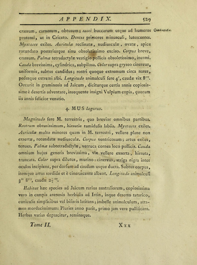 529 crassum, carnosum, obtusum ; sacci buccarum usque ad humeros Qa*d>upedi*. protensi, ut in Criceto. Dentes primores minusculi, lutescentes. Mystaces exiles. Auriculœ reclinatæ, nudiusculæ , ovatæ, apice rotundato posteriusque sinu obsoletissimo exciso. Corpus breve, crassum. Palmœ tetradactylæ vestigio pollicis obsoletissimo, inermi, Cauda brevissima, cylindrica, subpilosa. CWor supra gryseo cinereus, uniformis, subtus candidus; rostri quoque-extremum circa nares,. pedesque extremi albi. Longltudo animalculi fere 4/, caudæ vix B'1'. Occurit in graminosis ad Jaïcum , diciturque certis annis copiosis- simeè desertis adventare, insequente insigni Vulpium copia, quorum iis annis felicior venatio. 4. MUS lagurus. Magnitudo fere M. terrestris, quo brevior omnibus partibus. Rostrum obtusissimum, hirsutie tumidulis labiis. Mystaces exiles. Auriculæ multo minores quam in M. terrestri, vellere plane non exsertæ, rotundatæ nudiusculæ. Corpus ventricosum; artus exiles, tenues. Palmœ subtetradadlylæ, verruca cornea Ioco pollicis. Cauda omnium hujus generis brevissima, vix vellere exserta, Kirsuta, truncata. Color supra dilutus, murino-cinereus, striga nigra inter oculos incipiens, per dorfum ad caudam usque ducta. Subtus corpus, itemque artus sordide et è cinerascente albent. Longltudo animalculi 3 8,;;, caudæ 2^. Habitat hæc species ad Jaïcum rarius australiorem, copiosissima vero in campis arenosis herbidis ad Irtin, inque deserto tatarico, cuniculis simpîicibus vel biforis îatitans ; imbelle animalculum, atta- men mordacissimum: Pluries anno parit, primo jam vere pullifîcans» Herbas varias depascitur, seminaque. /