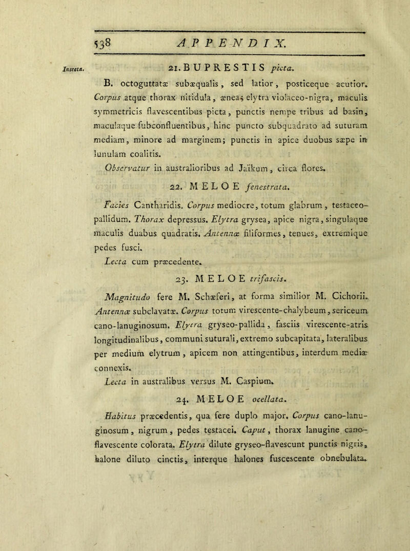 Jnseeta. 21. BUPRESTIS picta. B. octoguttatæ subaequalis, sed latior, posticeque acutior. Corpus atque thorax tïitidula, ænea<> elytra violaceo-nigra, maculis symmetricis flavescentibus picta, punctis nempe tribus ad basin, maculaque fubconfluentibus, hinc puncto subquadrato ad suturam mcdiam, minore ad marginem; punctis in apice duobus sæpe in lunulam coalitis. Observatur in australioribus ad Jaïkum, circa flores, 22. M E L O E fenestrata. Faciès Cantharidis. Corpus médiocre, totum glabrum , testaceo- pallidum. Thorax depressus. Elytra grysea, apice nigra, singulaque maculis duabus quadratis, Antetinx filiformes, tenues, exireraique pedes fusci. Lecta cum prsccedente. 23. M E L O E t rifas ci s. Magnitudo fere M. Schæferi, at forma similior M. CichoriL Antennœ subclavatæ. Corpus totum virescente-chalybeum, sericeum cano-lanuginosum. Elytra gryseo-pallida, fasciis virescente-atris longitudinalibus, communi suturali, extremo subcapitata, lateralibus per medium elytrum , apicem non attingentibus, interdum mediac connexis. Lecta in australibus versus M. Caspium, ti\, M E L O E ocellata. Habitus præcedentis, qua fere duplo major. Corpus cano-lanu- ginosum , nigrum, pedes testacei. Caput, thorax lanugine cano- flavescente colorata. Elytra dilute gryseo-flavescunt punctis nigris, halone diluto cinctis, interque halones fuscescente obnebulata.