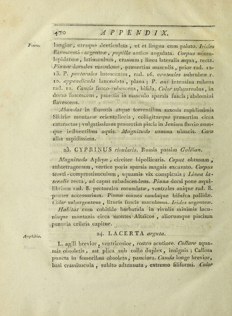 Tisces. Aiv.phibia. longior, 11 traque dentier!nia , ut et lingua cum palato. Irides flayescenti - argenteæ , pupilla anti.ee angulata. Corpus micrc- lepidatum , latiusculiun, crassum ; linea lateraiis æqua, recta. Pimiae dorsales maculosæ , præsertim masculis , prier rad. 12.- u. P. pectorales lutescentes , rad. 16. ventrales subrubræ r. 10. appendicula lanceolata , plana 5 P. a ni intensius rubens rad. 12. Cauda fusco-rubescens, biiida. Col or subaureolus , in dorso fuscescens punctis in masculo sparsis fuscis j abdoinini flavescens. JL blindât in fluentis atque torrentibus saxosis rapidissimis Sibiriæ mdntanæ orientalioris , coliigiturque præsertim circa cataractas ; vulgatissimus præsertim piscis in Jenisea fluvio euur que in fluentibus aquis. Aîagnitudo summa ulnaris. Caro allia sapidissima. 2J. CYPRINUS rivularis. Russis passim Golëian. Magnitude Aphyæ circiter bipollicaris. Caput obtusmn , subtetragonum, vertice poris sparsis magnis excavato. Corpus téreti - compfessiusculum , squamis vix conspicuis ; Linea la■» tcralis recca, ad caput subadscendens. Pin?ia dorsi pone æqui- librium rad. 8. pectorales rotundatœ^ ventrales a nique rad. 8. ■prœter accessoriura. Pinnæ omnes caudaque bifurca pallidæ. Cülor subargenteus , lituris fuscis maculosus. Irides argenteæ. Habitat cum cobitide bàrbatula in rivulis minimis lacu- nisqtie montanis circa montes Altaïcos , aliorumque piscium penuria cribris capitur. 24. LACERTA arguta. L. aglîi breyior, ventricosior, rostro acutiore. Collàre squa- mis obsoletis, ast plica sub collo duplex , insignis ; Callosa puncta in fernoribus obsoleta, pauciora. Cauda longe brevior, basi crassiuscula x subito adtenuata , extremo fdiformi, Color