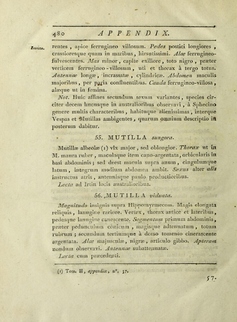 rentes , apice ferrugineo yillosum. Te de s postici longiores , crassioresque quam in maribus , hirsutissimi. Alae f'errugineo- fulvescentes. Mas rainor , capite exiliore, toto nigro , præter verticera ferrugineo - villosum , nti et thorax à tergo totus. Antennae longæ, incrassatæ , cylindriçæ. Abdomen maculis majoribus , per p^ia confluentibus. Cauda ferrugineo-villosa, alæque ut in femina. JSfot. Huic affines secundum sexum variantes , species cir- citer decem hucusque in australioribus observavi , à Splaecino genere multis cliaracteribus , habituque alienissimas , interque Yespas et Mutillas arnbigentes j quarum omnium descriptio ifl posterum dabitur, • 55. MUTILLA sungora. Mutillæ albeolœ (1) vix major, sed oblongior. Thorax ut in M. maura ruber , maculaque item cano-argentata, orbicularis in basi abdominis j sed deest macula supra anum , cingulumque latum, integrum medium abdomen ambit. Sexus alter alis insîructus atris , antennisque paulo productioribus. Lecta ad Irtin locis australioribus. 56. ,M U T I L L A viduata. Magnitudo insignis sixpra Hippomyrrnecem. Magis elongata reliquis , lanugine rariore. Vertex , thorax antice et lateribus, pedesque lanugine canescente. Segmentant primum abdominis, præter pedunculum côniciim , magisque adtenuatum , totum rubrum j secundum tertiumque à dorso tomento cinerascente argentata. Alac majusculæ, nigræ , articulo gibbo. Apteram, nondum observavi. Antennae subattenuatæ. Lecta cum præcedejui. S 7 ' (r) Tom. II, appendix, 37.