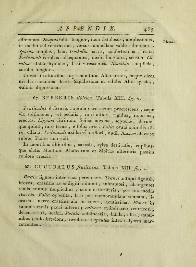 adtenuata. Scapus foliis longior , item fistulosus , amplissimus, in medio subventricosus , versus umbellam valde adtenuatus. Spatha simplex, lata. Untbella parva, confertissima , ovata. Peduncidi corollas subæquantes, medii longiores, sensirn. Ca- roline albido-hyalinæ , basi virescentes. Stamina simplicia ? corolla longiora. • Crescit in altioribus jugis montium Altaïcorum, neque circa nivalia cacumina deest. Sapidissima et edulis Allii species , ©ulinis dignissima. 67. BERBERIS sibirica. Tabula XIII. Jîg. Fruticulus è fissuris rupium excelsarum procrescens , sæpe yix spithrnéus , vel pedalis , raro altior , rigidus, ramosus , erectus. Lignutn citrinum. Spinæ novenœ , septenæ, plerum- que quinte , raro ternæ, è foliis ortæ. Folia ovata spinulis i3- 19. ciliata. Vedunculi axillarès uniflori, nudi. Baccae ohoyatæ rubræ. Flores non yidi. In montibus altioribus , saxosis , sylva destitutis , rupibus- que elatis Montium Altaïcorum et Sibiriæ ulterioris passim copiose crescit. 68. CUCUB ALUS fruticosus. Tabula XIII. Jlg. 1. Radia: lignosa inter saxa perennans. Trunci antiqui licmosi breyes , crassitie sæpe digiti minimi , subramosi , adsurgentes ramis annuis simplicibus , summo floriferis , per internodia yiscosis. Folia opposita, basi per membranulam connata, li- nearia , neryo crassiusculo instructa , acutissima. Flores in summis ramis pauci alterni ; calyces cylindraceo ventricosi , decernstnati, scabri. Fetala sublinearia , bilida, alba , stami- nibus paulo breviora, revoluta. Capsulae intra calycem mar- cetcentem. Planta, > /
