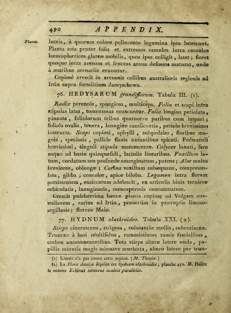 F Un ta. \ % t 490 A P P .E N D I X. luteis, à quorum colore pellucente legumina ipsa lutescunt. Planta tota præter folia et extremos ramulos intra cumulos hæmispliæricos glareæ mobilis, quos ipsa colligit , latet 5 floret quoque intra arenam et fructus arena defossos maturat, unde à muribus arenariis eruuntur. Copiosè crescit in arenosis collibus australioris legionis ad Irtin supra fortalitium Jamyschewa. 76. HEDYSARUM grandijlorum. Tabula III. (1). Radix perennis, spongiosa, multiceps. Folia et scapi intra stipidas latas , tomentosas enascuntur. Folia longius peticlata, pinnata', foliolorum tribus quatuorve paribus cum impari 5 foliola ovalia, tenera, lanugine candicantia, petiolo brevissimo instructa. Scapi copiosi , aphylli , subpedales , floribus ma- gnis , speciosis , pallide flavis nutantibus spicati. Pedunculi brevissimi,, singuli stipula marcescente. Calyces lanati, fere nsque ad basin quinquefidi, laciniis linearibus. Vexillum la- tum , cordatum seu profunde emarginatum patens ; Alae multo breviores, oblongæ ; Cartna vexillum subæquans, coinpresso- lata, gibba , concolor, apice biloba. Legzimen intra florem persistentem, exsiccatum adolescit , ex articulis binis ternisve orbiculatis , lanuginosis, menospermis concatenatum. Crescit pulcherrima hæcce planta copiose ad Volgam ans- traliorem ^ rarius ad Irtin 3 præsertim in præruptis lirnoso- argillosis ; florens Maio. 77. IIYDNUM elathroides. Tabula XXI. (2). Stirps cinerascensstrigosa , substantiæ mollis., subcoriaceœ. Truncus à basi iriultifidus , ramosissimus ramis fascialibus , crebro anastoinosantibus. Tota stirps altero latere nuda, pa- pillis minutis magis minusve muricata, altero latere per trun- (1) Linnée n’a pas connu cette espèce. {M. Thouin.) (i) La Flora danica dépeint cet hydnum elathroides, planche 450. M. Haller le nomme Echinas ramosus atukïs paralldis.