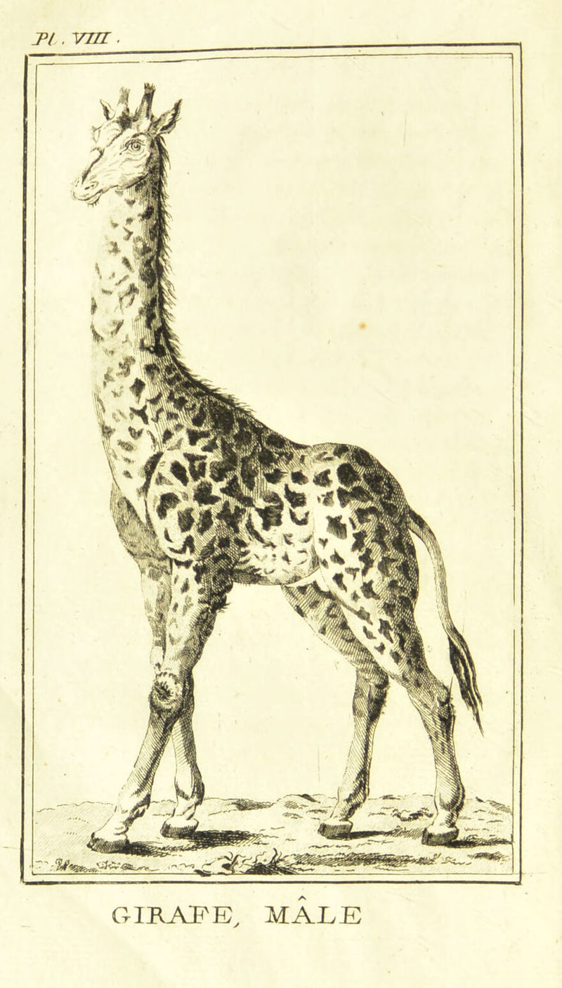 GIRAIi'E, MALE