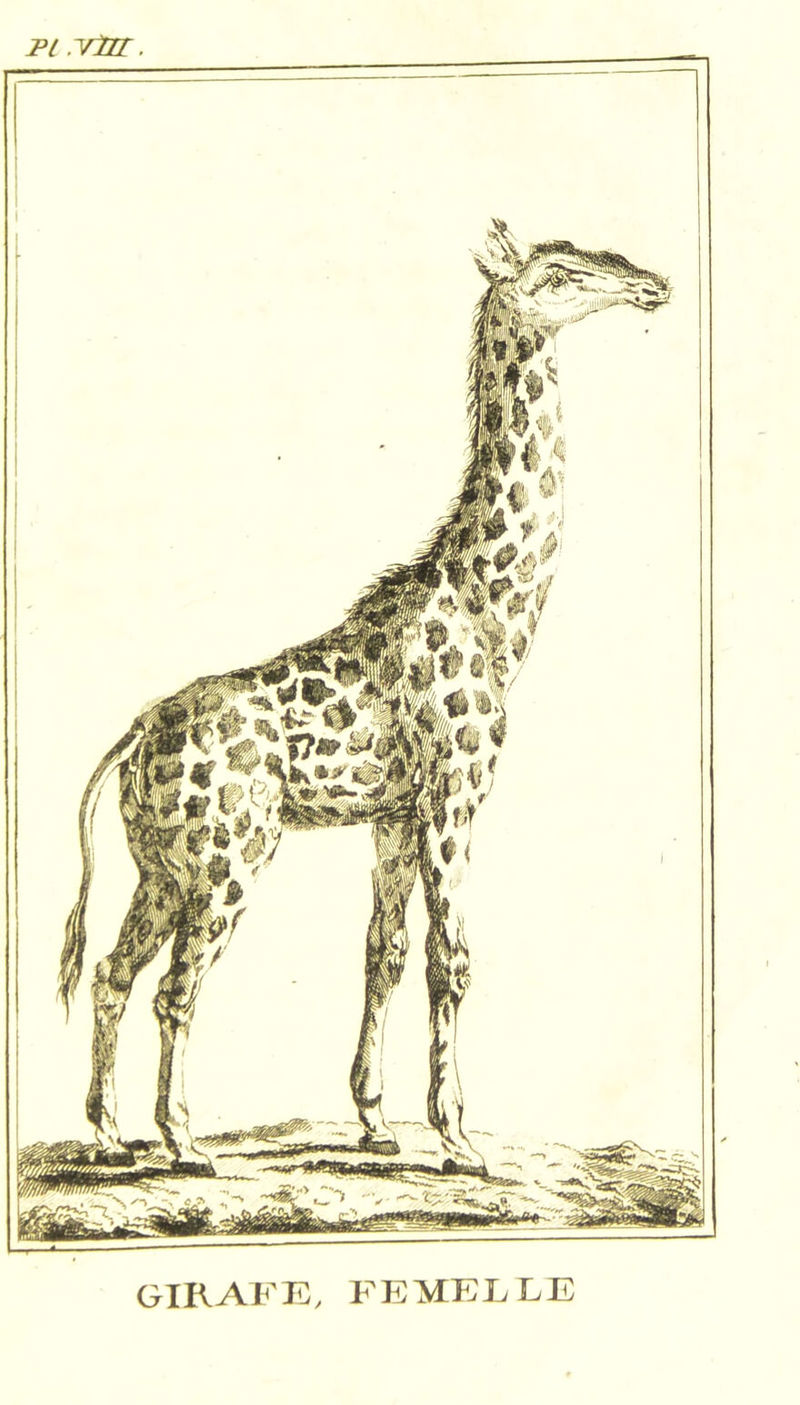 GIRAFIC, FEMEFLE