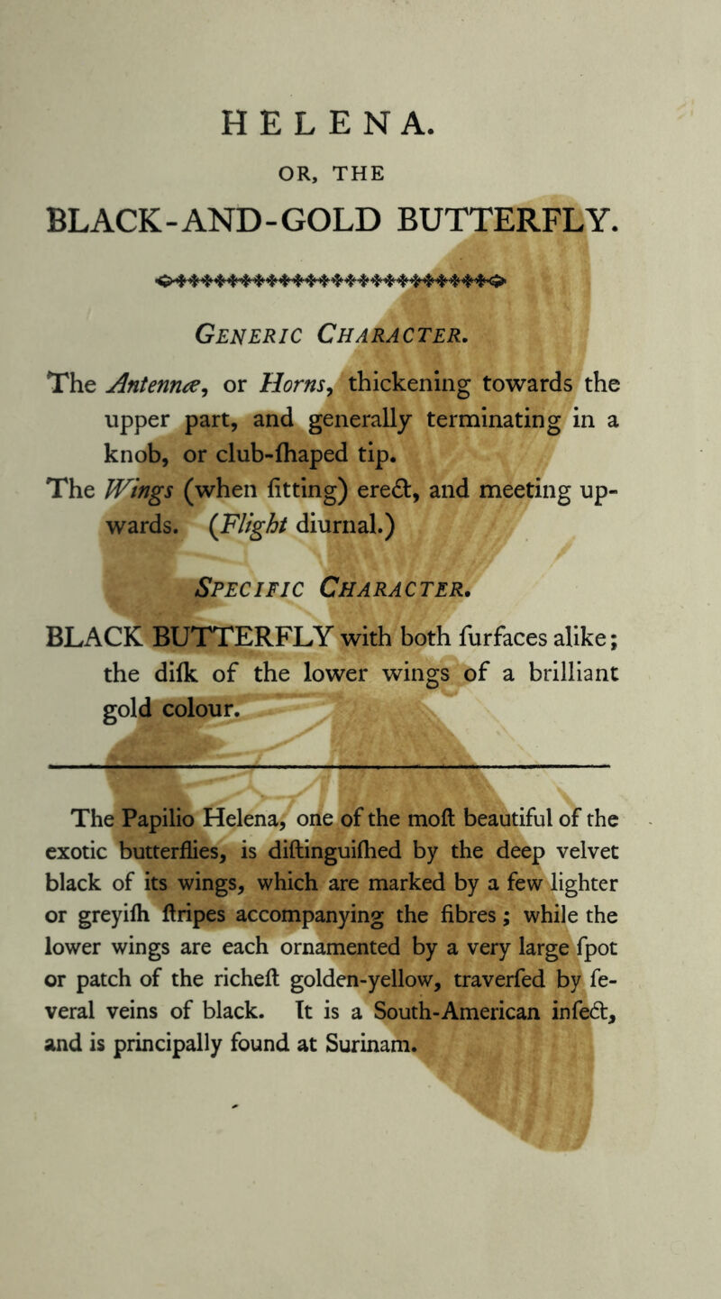 HELENA. OR, THE BLACK-AND-GOLD BUTTERFLY. Generic Character. The Antenrue, or Horns, thickening towards the upper part, and generally terminating in a knob, or club-fhaped tip. The Wings (when fitting) eredi, and meeting up- wards. (Flight diurnal.) Specific Character. BLACK BUTTERFLY with both furfaces alike; the difk of the lower wings of a brilliant gold colour. The Papilio Helena, one of the moft beautiful of the exotic butterflies, is diftinguifhed by the deep velvet black of its wings, which are marked by a few lighter or greyilh flripes accompanying the fibres; while the lower wings are each ornamented by a very large fpot or patch of the richeft golden-yellow, traverfed by fe- veral veins of black. It is a South-American infedt, and is principally found at Surinam.