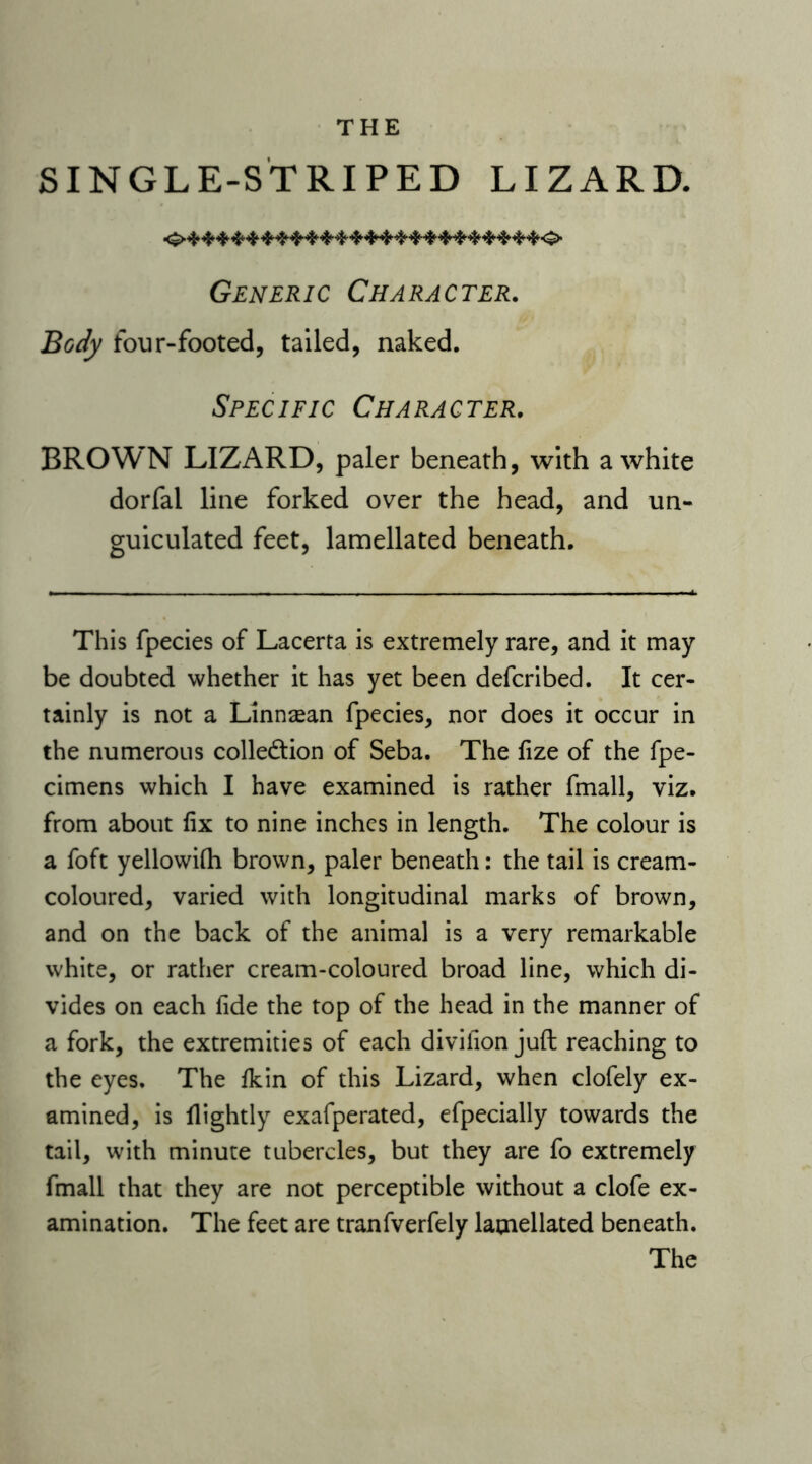 SINGLE-STRIPED LIZARD. Generic Character. Body four-footed, tailed, naked. Specific Character. BROWN LIZARD, paler beneath, with a white dorfal line forked over the head, and un- guiculated feet, lamellated beneath. This fpecies of Lacerta is extremely rare, and it may be doubted whether it has yet been defcribed. It cer- tainly is not a Linnsean fpecies, nor does it occur in the numerous collection of Seba. The fize of the fpe- cimens which I have examined is rather fmall, viz. from about fix to nine inches in length. The colour is a foft yellowilh brown, paler beneath: the tail is cream- coloured, varied with longitudinal marks of brown, and on the back of the animal is a very remarkable white, or rather cream-coloured broad line, which di- vides on each fide the top of the head in the manner of a fork, the extremities of each divifion juft reaching to the eyes. The fkin of this Lizard, when clofely ex- amined, is Hightly exafperated, efpecially towards the tail, with minute tubercles, but they are fo extremely fmall that they are not perceptible without a clofe ex- amination. The feet are tranfverfely lamellated beneath. The