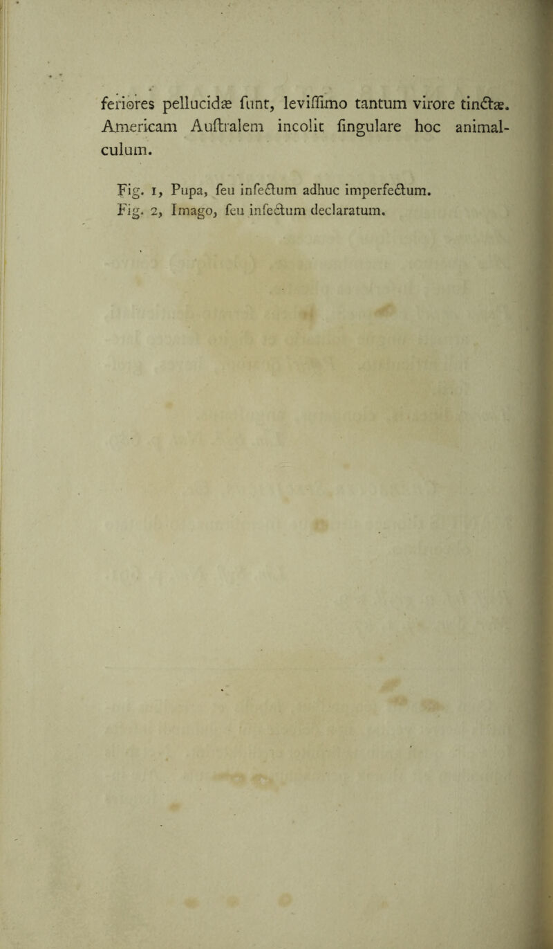 feriores pellucidae funt, levifllmo tantum virore tincta?* Americani Auftralem incolit fingulare hoc animal- culum. Fig. i, Pupa, feu infe&um adhuc imperfedtum. Fig. 2, Imago, fcu infe£tum declaratum.