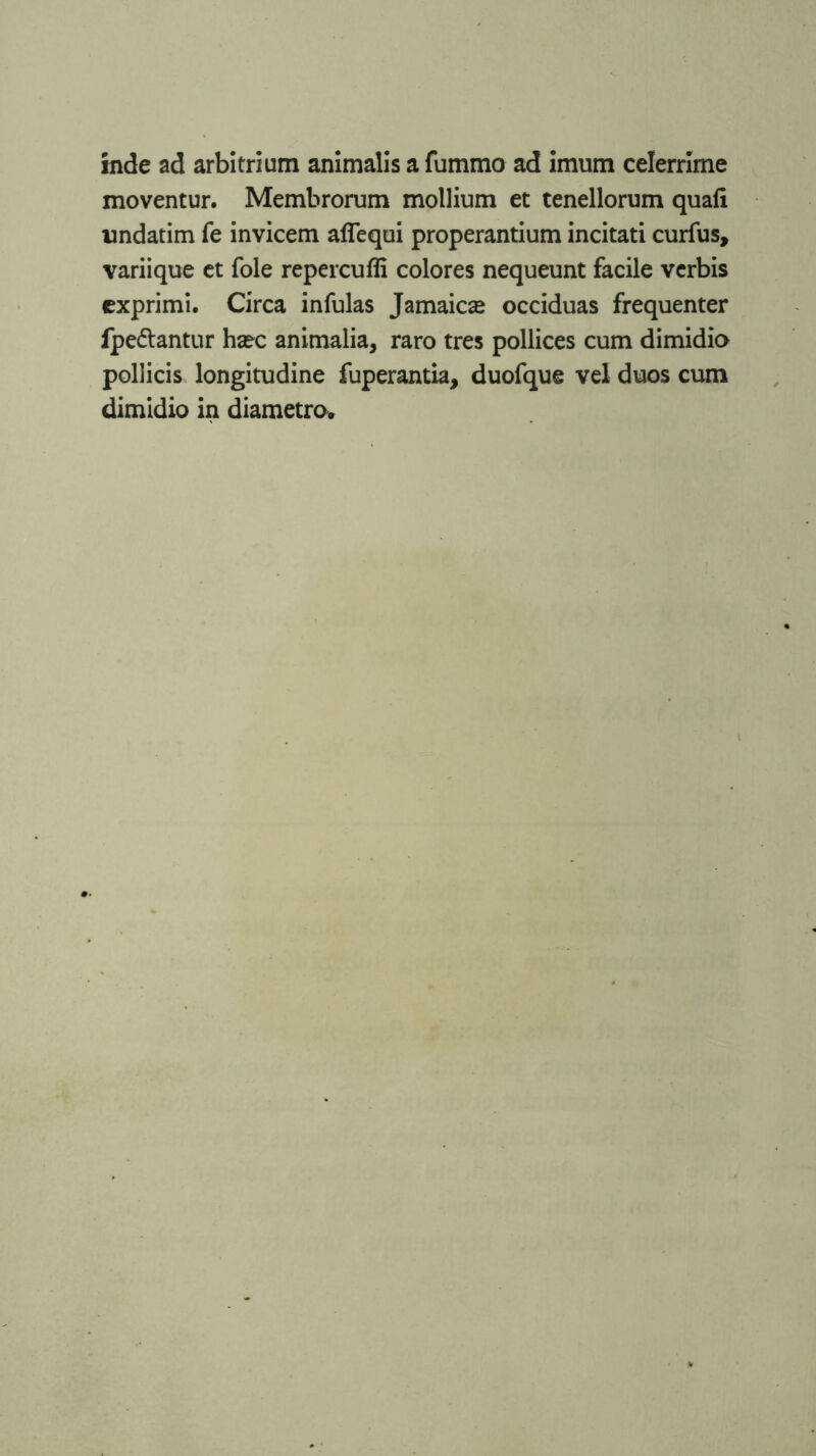 inde ad arbitrium animalis a fummo ad imum celerrime moventur. Membrorum mollium et tenellorum quali undatim fe invicem aflequi properantium incitati curfus, variique et fole repercuffi colores nequeunt facile verbis exprimi. Circa infulas Jamaican occiduas frequenter fpe&antur hsec animalia, raro tres pollices cum dimidia pollicis longitudine fuperantia, duofque vel duos cum dimidio in diametro.