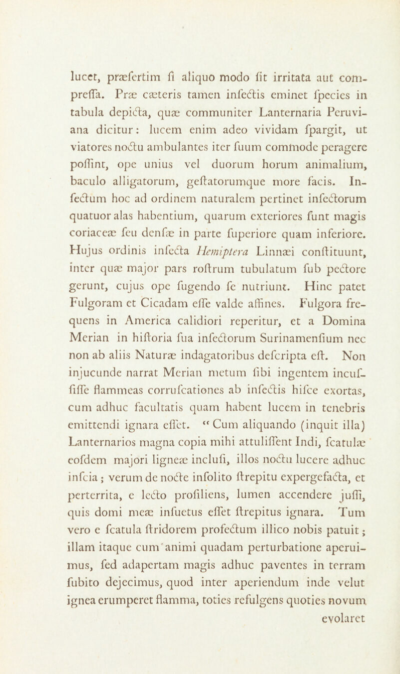 luccr, praefertim fi aliquo modo fit irritata aut com. prefTa. Prae ceteris tamen infedlis cminet fpecies in tabula depiAa, quae communiter Lanternaria Peruvi- ana dicitur: luccm enim adeo vividam fpargit, ut viatores nodtu ambulantes iter fuum commode peragere poffint, ope unius vel duorum horum animalium, baculo alligatorum, geftatorumque more facis. In- fectum hoc ad ordinem naturalem pertinct infecftorum quatuor alas habendum, quarum exteriores funt magis coriacece feu denfae in parte fuperiore quam inferiore. Hujus ordinis infe&a Hemiptera Linnaei conftituunt, inter quae major pars roftrum tubulatum fub pedtore gerunt, cujus ope fugendo fe nutri.unt. Hinc patet Fulgoram et Cicadam elTe valde affines. Fulgora fre- quens in America calidiori reperitur, et a Domina Merian in hiftoria fua infe&orum Surinamenfium nee non ab aliis Naturae indagatoribus defcripta eft. Non injucunde narrat Merian nietum iibi ingentem incuf- fifle flammeas corrufcationes ab infecftis hifce exortas, cum adhuc facultatis quam habent lucem in tenebris emittendi ignara effet. <c Cum aliquando (inquit ilia) Lanternarios magna copia mihi attuliffent Indi, fcatulae eofdem majori ligne^e inclufi, illos nodhi lucere adhuc infeia; verumdenodle infolito ftrepitu expergefadla, et perterrita, e ledto profilicns, lumen accendere jufli, quis domi meae infuetus effet ftrepitus ignara. Turn vero e fcatula ftridorem profe&um illico nobis patuit; illam itaque cum animi quadam perturbatione aperui- mus, fed adapertam magis adhuc paventes in terram fubito dejecimus, quod inter aperiendum inde velut ignea erumperet flamma, toties refulgens quoties novum evolaret