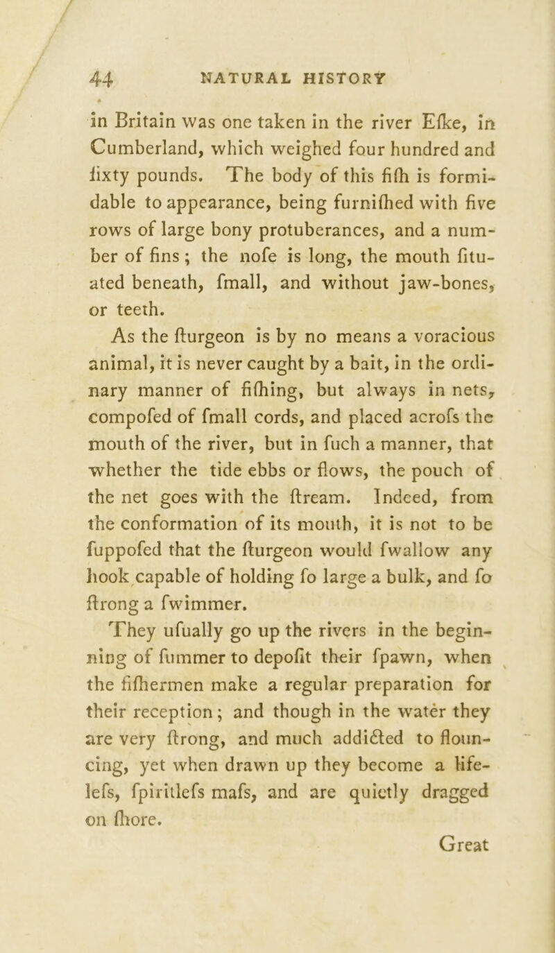 in Britain was one taken in the river Efke, in Cumberland, which weighed four hundred and iixty pounds. The body of this fifh is formi- dable to appearance, being furnifhed with five rows of large bony protuberances, and a num- ber of fins; the nofe is long, the mouth fitu- ated beneath, fmall, and without jaw-bones, or teeth. As the flurgeon is by no means a voracious animal, it is never caught by a bait, in the ordi- nary manner of fifhing, but always in nets, compofed of fmall cords, and placed acrofs the mouth of the river, but in fuch a manner, that whether the tide ebbs or flows, the pouch of the net goes with the fiream. Indeed, from the conformation of its mouth, it is not to be fuppofed that the flurgeon would fwallow any hook capable of holding fo large a bulk, and fo flrong a fwimmer. They ufually go up the rivers in the begin- ning of fummer to depofit their fpawn, when the fifhermen make a regular preparation for their reception; and though in the water they are very flrong, and much addicted to floun- cing, yet when drawn up they become a life- lefs, fpiritlefs mafs, and are quietly dragged on fhore. Great