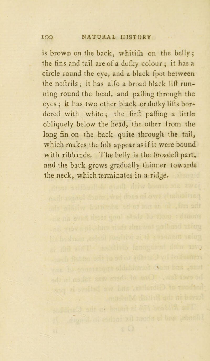 is brown on the back, whitifh on the belly; the fins and tail are of a dulky colour ; it has a circle round the eye, and a black fpot between the noftrils , it has alfo a broad black lift run- ning round the head, and palling through the eyes ; it has two other black ordulky lifts bor- dered with white; the firft palling a little obliquely below the head, the other from the long fin on the back quite through the tail, which makes the fifti appear as if it were bound with ribbands. The belly is the broadeftpart, and the back grow's gradually thinner towards the neck, which terminates in a rid0e.