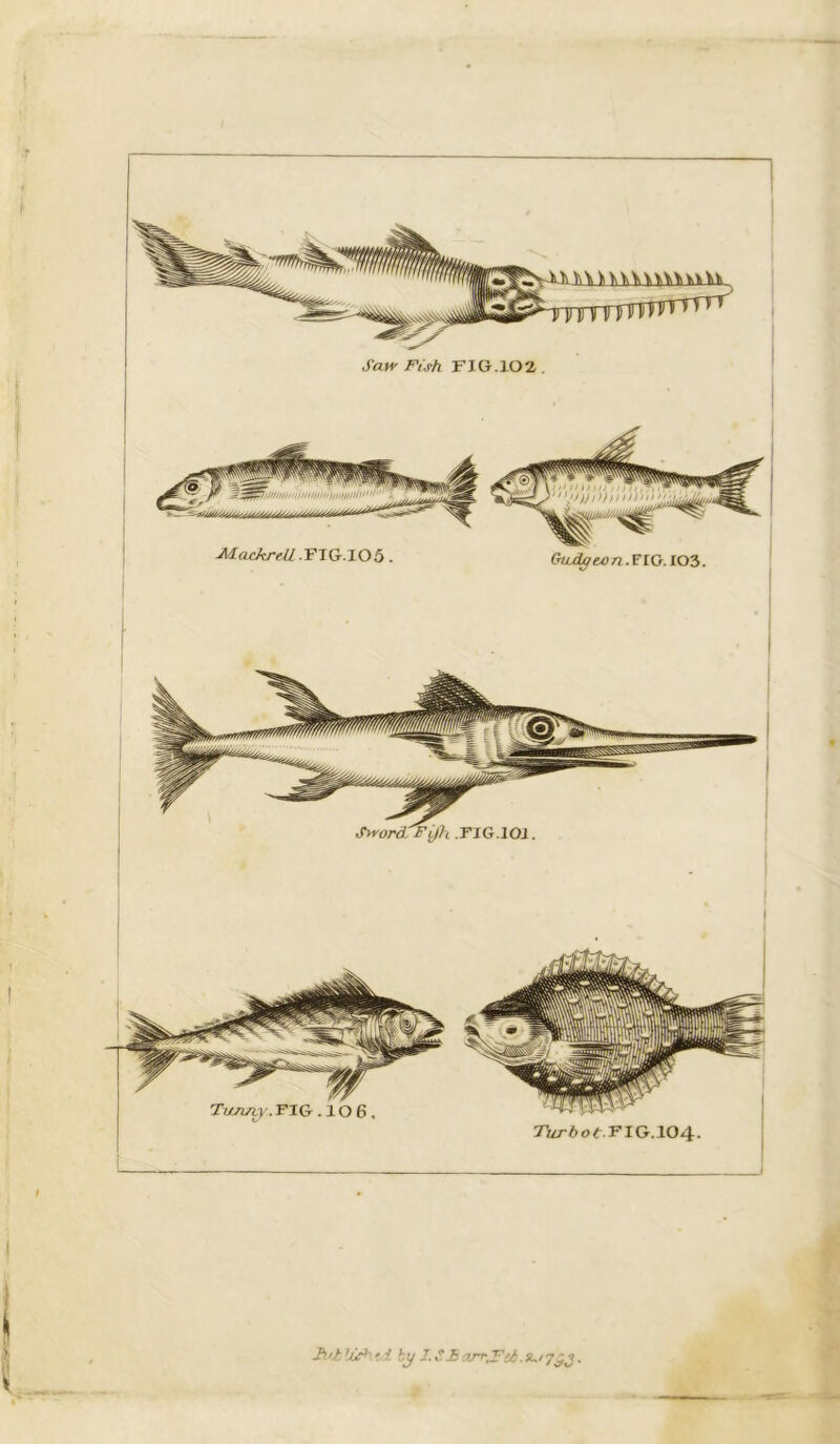 Saw Fish FIG.102 . MLackreU. FIG.I05. Gtutyeon.VlG.lO?>. Sword Fifhi .FIG.IOJ