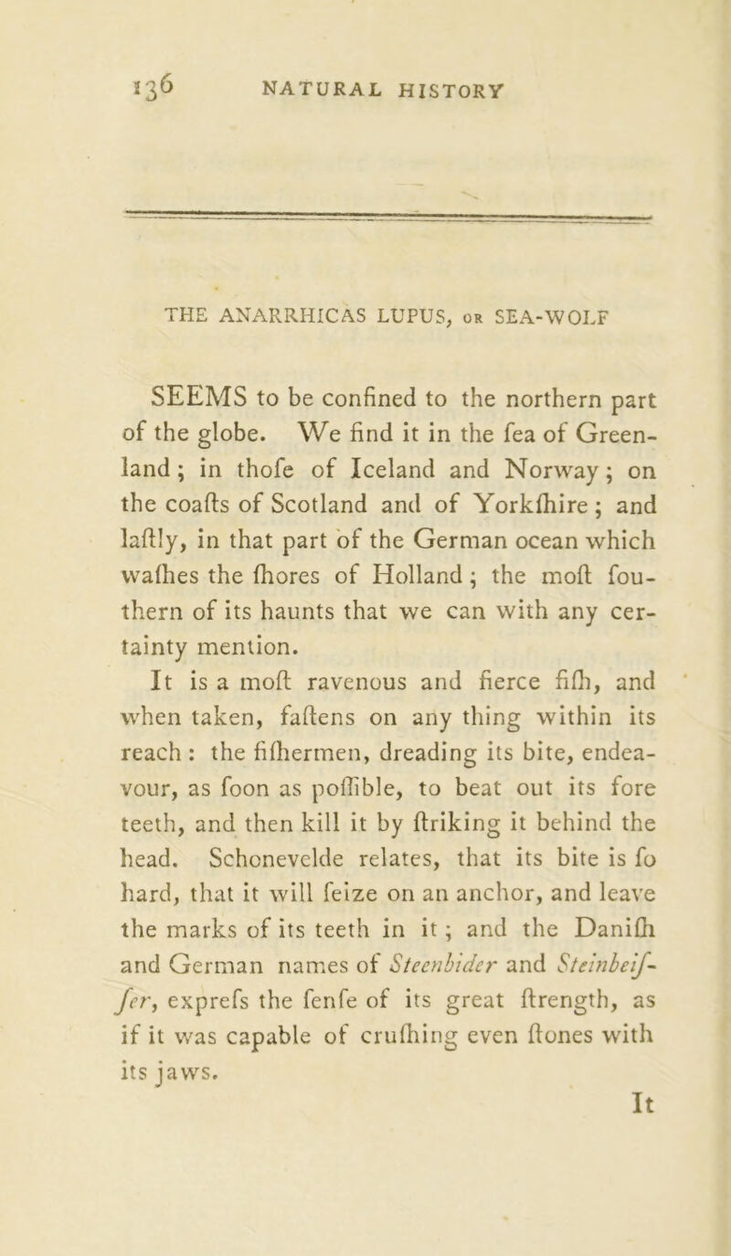 THE ANARRHICAS LUPUS, or SEA-WOLF SEEMS to be confined to the northern part of the globe. We find it in the fea of Green- land ; in thofe of Iceland and Norway; on the coads of Scotland and of Yorkshire; and ladly, in that part of the German ocean which vvafhes the fhores of Holland; the mod; fou- thern of its haunts that we can with any cer- tainty mention. It is a mod ravenous and fierce fifh, and when taken, fadens on any thing within its reach : the fifhermen, dreading its bite, endea- vour, as foon as podible, to beat out its fore teeth, and then kill it by driking it behind the head. Schonevelde relates, that its bite is fo hard, that it will feize on an anchor, and leave the marks of its teeth in it; and the Danifh and German names of Steenbider and SteinbeiJ- fir, exprefs the fenfe of its great drength, as if it was capable of crufhing even dones with its jaws. It