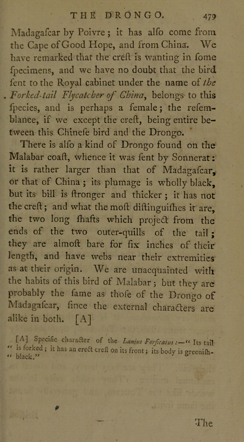 THE DRONGO. Matlagafcar by Poivre ; it has alfo come from the Gape of Good Hope, and from China. We have remarked that the creft is wanting in fome fpecimens, and we have no doubt that the bird lent to the Royal cabinet under the name of the . Forked-tail Flycatcher of China, belongs to this fpecies, and is perhaps a female; the refem- blance, if we except the creft, being entire be- tween this Chinefe bird and the Drongo. There is alfo p kind of Drongo found on the Malabar coaft, whence it was fent by Sonnerat: it is rather larger than that of Madagafcar, or that of China ; its plumage is wholly black, but its bill is ftronger and thicker ; it has not the creft; and what the moft diftinguilhes it are, the two long lhafts which project from the ends of the two outer-quills of the tail; they are almoft bare for fix inches of their length, and have webs near their extremities as at their origin. We are unacquainted with the habits of this bird of Malabar 5 but they are probably the fame as thofe of the Drongo of Madagafcar, fince the external characters are alike in both. [A] [A] Specific character of the Lanins Forficatus:—<c Its tail  is forked; it has an erctt creft on its front; its body is ereenilh- “ black.” *