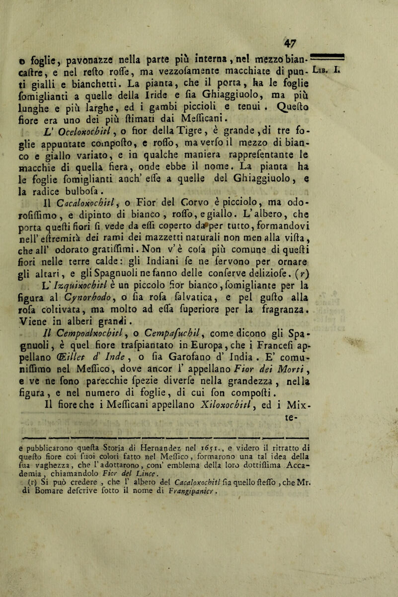 o foglie, pavonazze nella parte più interna, nel mezzobian- — caftre, e nel refto roffe, ma vezzofamente macchiate di pun- ti gialli e bianchetti. La pianta, che il porta, ha le foglie fomiglianti a quelle della Iride e fia Ghiaggiuolo, ma piu lunghe e più larghe, ed i gambi piccioli e tenui . Quello fiore era uno dei più (limati dai Mellicani. V Oceloxochitl ^ o fior della Tigre, è grande,di tre fo- glie appuntate compollo, e roflb, maverfoil mezzo di bian- co e giallo variato, e in qualche maniera rapprefentante le macchie di quella fiera, onde ebbe il nome. La pianta ha le foglie fomiglianti anch’ effe a quelle del Ghiaggiuolo, e la radice bulbofa. Il Cacaloxochtd^ 0 Fior del Corvo è picciolo, ma odo- rofiffimo, e dipinto di bianco, roffo, e giallo. L’albero, che porta quelli fiori fi vede da effi coperto damper tutto, formandovi nell’ellremità dei rami dei mazzetti naturali non men alla villa, che all’ odorato gratiffimi. Non v’è cola più comune di quelli fiori nelle terre calde: gli Indiani fe ne fervono per ornare gli altari, e gli Spagnuoli ne fanno delle conferve deliziofe. (r) IS l'x^qutìtocbitl è un piccolo fior bianco, fomigliante per la figura al Cynorhodo ^ o fia rofa falvatica, e pel gullo alla rofa coltivata, ma molto ad effa fuperiore per la fragranza. Viene in alberi grandi. Il Cempi)almebhl ^ o Cempafucbtl^ come dicono gli Spa- gnuoli, è quel fiore trafpiantato in Europa, che i Francefi ap- pellano (EHlef d' Inde , o fia Garofano d’ India . E’ comu- nillimo nel Meffico, dove ancor 1’ appellano F/or dei Morti y e ve ne fono parecchie fpezie diverfe nella grandezza, nella figura, e nel numero di foglie, di cui fon co m polli. Il fiore che i Mefficani appellano Xilomcbitl y ed i Mix- te- waMMn» mammmmmmmrn e pubblicarono quella Storia di Hernandez nel e videro il ritratto di quello fiore coi fuoi colori fatto nel MelTico, formarono una tal idea della fua vaghezza, che l’adottarono, coni’ emblema della loro dottillima Acca- demia, chiamandolo Fior del Lince. _(r) Si può credere , che 1’ albero del fia quello fiefib , che Mr. di Somare deferive fiotto il nome di Frangiyanìer.