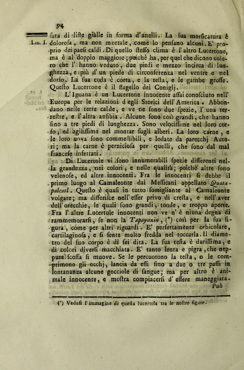 9%^ ■— fata di lifte gialle in forma d’anelli. La fua morficatura è Lib. 1. dolorofa, ma non mortale, come lo penfano alcuni.E’ prò- .prio dei paefi caldi. Di quello fteflb clima è T altro Lucertone, ma è al doppio maggiore ; poiché ha, per quel che dicono colo- ro che r hanno veduto, due piedi e mezzo incirca di lun- ghezza, e più 4’un piede di circonferenza nel ventre e nel dorfo.. La fua coda è corta , e la tefta’, e le gambe grolfe. Quello Lucertone è il flagello dei Coniglj. L’Iguana è un Lucertone innocente affaiconofeiuto nell’ Europa per le relazioni degli Storici dell’America. Abbon- ■> dano nelle terre calde, e ve ne fono due fpezie, 1’ una ter- -reftre,.e l’altra anfibia. Alcune fono cosi grandi, che hanno fino a tre piedi di lunghezza. Sono velocifljrae nel loro cor- fo^ ed agiliflìme nel montar fugli alberi. La loro carne, e le loro uova fono commellibili, e lodate da parecchj Auto- ri; ma la carne è perniciofa per quelli, che fono dal mal francefe/infettati. ^ Di-Lucertole vi .fono innumerabili fpezie differenti nel- la grandezza, jnei colori, e nelle qualità; poiché altre fono velenofe, ed altre innocenti. Fra le innocenti fi debbe il .primo luogo al Camaleonte dai Mefllcani appellato ^ata~ falcati* Quello è quali in-tutto•fomigliante al Camaleonte volgare ; ma differifee nell’ elfer privo di creila, e nell’ aver dell’orecchie, le quali fono grandi, tonde, e troppo aperte. Fra 1’altre Lucertole innocenti non ve n’ é nìuna'degna di 'rammemorarli, fe non la Tapay^taln^ (*) còsi per la fua fi- gura , come per altri riguardi. E’ perfettamente orbicolare, cartilaginofa, e li fente molto fredda nel toccarla.il diame- tro del fuo corpo é di fei dita. La fua tella é duriflima, e di -colori diverli macchiata. E’ tanto lenta e pigra,che nep- puralfcoffa fi muove. Se le percuotono la tella, o le com- primono gli occhj, lancia da efli fino a due o tre paffi in lontananza alcune gocciole di fangue; ma per altro é ani- male innocente, e mollra compiacerfi d’elìere maneggiata. Vedafi rimmagine di quella lucertola tra le noftre figure.