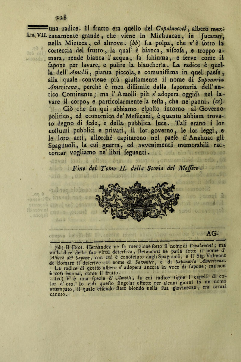 Ì22.8 radice. Il frutto era quello del Copahocotl^ zìhtrQ m^z• IiB.,viI.zanaraente grande, che viene in Michuacan, in Jucatan, nella Mizieca, ed altrove, {bb) La polpa, che v’è (òtto la corteccia del frutto, la qual’ è bianca, vifcofa, e troppo a- mara, rende bianca l’acqua, fa fchiuma,. e ferve come il fapone per lavare,, e pulire la biancheria. La radice è quel> la àtW Armili^ pianta piccola, e comuniffima in quel paefe , alla quale conviene più giuhamente il nome di Saponari Americana y perchè è men difllmile dalla faponaria dell’an- tico Continente; ma 1’A molli più s’adopera oggidì nel la- vare il corpo^ e particolarmente la teda, che ne’panni, (cc) Ciò che fin qui abbiamo efpofto intorno al Governo^ politico, ed economica de’Mefficani, è quanto abbiam trova- to degno di fede, e della pubblica luce. Tali erano i lor coftumi pubblici e privati, il lor governo,, le lor leggi, e- le loro arti, allorché capitarono nel paefè d’Anahuac gli Spagnuoli, la cui guerra, ed avvenimenti memorabili rac^^ contar vogliamo ne’ libri feguenti. Winc del Tomo IL della Storia del Me^co o. AG^ (‘bb) Il Do3t. FTernandez ne fa menzione fotte il nome di Copalxocotl ; ma nulla dice della fua virtù deterfiva , Betancutt ne parla folto il nome d .Alberò del Sapone, con cui è conofeiuto dagli Spagnuoli, e il Sig.V'almont de Bomare il deferive col nome di Sanfonier, e di Saponaria Amertcana\ La radice di queftb albero s’ adopera ancora in vece di fapone ; ma non è cosi buona, come il frutto. _ - (cc) V’è una fpezie d' .Amolli, la cui radice tigne' i capelli di cab- lar d’ oro.’ Io vidi quefto fingolar effetto per alcuni giorni m un uomo attempato, il quale effendo flato bionda nella fua giovinezza , era ormai canuto.