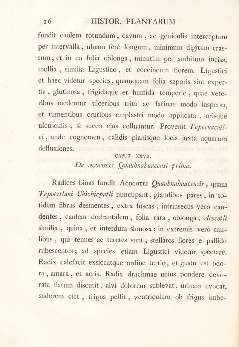 fundit caulem rotundum, cavum , ac geniculis interceptum per intervalla, ulnam fere longum, minimum digitum cras- sum , et in eo folia oblonga, minutim per ambitum incisa, mollia , similia Ligustico, et coccineum florem. Ligustici et haec videtur species, quamquam folia saporis sint exper- tia , glutinosa , frigidaque et humida temperie , quae vete- ribus medentur ulceribus trita ac farinae modo inspersa, et tumentibus cruribus emplastri modo applicata , orisque ulcusculis , si succo ejus colluantur. Provenit Tepecuacml- ci, unde cognomen, calidis planisque locis juxta aquarum defluxiones. CAPUT XXVII. De acocotli Quauhnahuacensi prima. Radices binas fundit Acocotli Quauhnahuacensis, quam Tepotztlani ChkhkpatU nuncupant, glandibus pares, in to- tidem fibras desinentes, extra fuscas , intrinsecus vero can- dentes , caulem dodrantalem, folia rara , oblonga, Acocotli similia , quina , et interdum sinuosa; in extremis vero cau- libus , qui tenues ac teretes sunt, stellatos flores e pallido rubescentes j ad species etiam Ligustici videtur spectare. Radix calefacit exsiccatque ordine tertio, et gustu est odo- ra , amara, et acris. Radix drachmae unius pondere devo- rata flatum discutit, alvi dolorem sublevat, urinam evocat, sudorem ciet , frigus pellit, ventriculum ob frigus imbe-