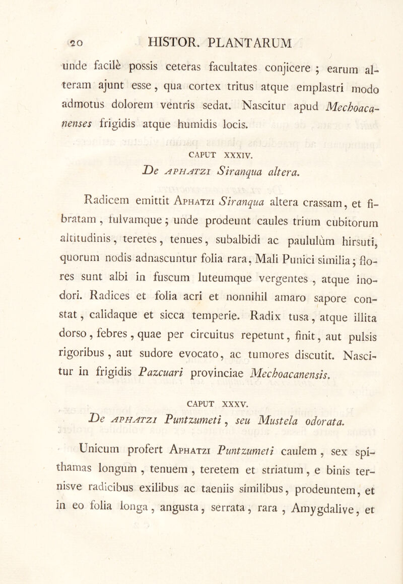 unde facile possis ceteras facultates conjicere ; earum al- teram ajunt esse, qua cortex tritus atque emplastri modo admotus dolorem ventris sedat. Nascitur apud Mechoaca- nenses frigidis atque humidis locis. CAPUT XXXTV. De AVHATzi SiranqiM altera. Radicem emittit Aphatzi Siranqua altera crassam, et fi- bratam , tulvamque 5 unde prodeunt caules trium cubitorum altitudinis, teretes, tenues, subalbidi ac paululum hirsuti, quorum nodis adnascuntur folia rara, Mali Punici similia; flo- res sunt albi in fuscum luteumque vergentes , atque ino- dori. Radices et folia acri et nonnihil amaro sapore con- stat , calidaque et sicca temperie. Radix tusa, atque illita dorso, febres, quae per circuitus repetunt, finit, aut pulsis rigoribus, aut sudore evocato, ac tumores discutit. Nasci- tur in frigidis Pazcuari provinciae Mechoacanensis. CAPUT XXXV. De APHATZI Puntzumeti, seu Mustela odorata. Unicum profert Aphatzi Puntzumeti caulem , sex spi- thamas longum , tenuem , teretem et striatum, e binis ter- nisve radicibus exilibus ac taeniis similibus, prodeuntem, et in eo folia longa, angusta, serrata, rara , Amygdalive, et