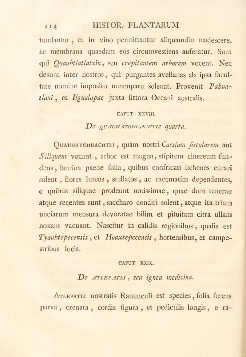 tundantur, et in vino permittantur aliquamdiu madescere, ac membrana quaedam eos circumvestiens auferatur. Sunt qui Quauhtlatlatzin y seu crepitantem arborem vocent. Nec desunt inter nostros, qui purgantes avellanas ab ipsa facuT tate nomine imposito nuncupare soleant. Provenit Fahua-~ tlanl, et llgualapae juxta littora Oceani australis. CAPUT XXVIII. De QVAVH.4T0HUACHTL1 quarta. i. Quauhayohuachtli , quam nostri Cassiam fistularem aut Siliquam vocant , arbor est magna, stipitem cinereum fun- > % dens, laurina paene folia, quibus confricati lichenes curari solent, flores luteos , stellatos , ac racematira dependentes, e quibus siliquae prodeunt notissimae, quae dum tenerae atque recentes sunt, saccharo condiri solent, atque ita trium unciarum mensura devoratae bilim et pituitam citra ullam noxam vacuant. Nascitur in calidis regionibus, qualis est Tyauhtepecensis, et Hoaxtepecensis , hortensibus, et campe- stribus locis. CAPUT XXIX. De ATLEPATLi, seu igfiea medicina. Atlepatli nostratis Ranunculi est species, folia ferens parva, crenata, cordis figura , et pediculis longis, e ra-