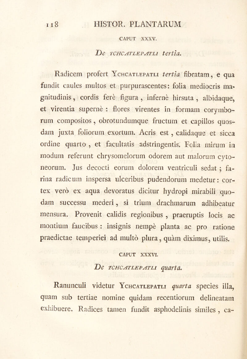 CAPUT XXXV. De fCHCATLEP^TLi tertia. Radicem profert Ychcatlepatli tertia fibratam, e qua fundit caules multos et purpurascentes: folia mediocris ma' gnitudinis, cordis fere figura , inferne hirsuta , albidaque, et virentia superne : flores virentes in formam corymbo- rum compositos, obrotundumque fructum et capillos quos- dam juxta foliorum exortum. Acris est, calidaque et sicca ordine quarto , et facultatis adstringentis. Folia mirum in modum referunt chrysomelorum odorem aut malorum cyto- neorum. Jus decocti eorum dolorem ventriculi sedat; fa- rina radicum inspersa ulceribus pudendorum medetur: cor- tex vero ex aqua devoratus dicitur hydropi mirabili quo- dam successu mederi, si trium drachmarum adhibeatur mensura. Provenit calidis regionibus , praeruptis locis ac montium faucibus : insignis nempe planta ac pro ratione praedictae temperiei ad multo plura, quam diximus, utilis. CAPUT XXXVI. De tCHCATLEPATLi quarta. Ranunculi videtur Ychcatlepatli quarta species illa, quam sub tertiae nomine quidam recentiorum delineatam exhibuere. Radices tamen fundit asphodelinis similes , ca-