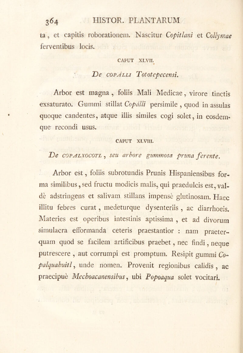 ta, et capitis roborationem. Nascitur Copitlani et Collymae ferventibus locis. CAPUT XLVII. 4 IDe copJlli Tototepecensi. / Arbor est magna , foliis Mali Medicae, virore tinctis exsaturato. Gumrai stillat Copdlli persimile , quod in assulas quoque candentes, atque iliis similes cogi solet, in eosdem' que recondi usus. ) CAPUT XLVIII. De COPALXOCOTL, scu arbore gimmosa pruna ferente. Arbor est, foliis subrotundis Prunis Hispaniensibus for- ma similibus, sed fructu modicis malis, qui praedulcis est, val- de adstringens et salivam stillans impense glutinosam. Haec illitu febres curat, medeturque dysenteriis, ac diarrhoeis. Materies est operibus intestinis aptissima , et ad divorum simulacra elformanda ceteris praestantior : nam praeter- quam quod se facilem artificibus praebet, nec findi, neque putrescere , aut corrumpi est promptum. Resipit gummi Co- palquahuitf unde nomen. Provenit regionibus calidis, ac praecipue Mechoacanensibus ^ ubi Popoaqua solet vocitari.