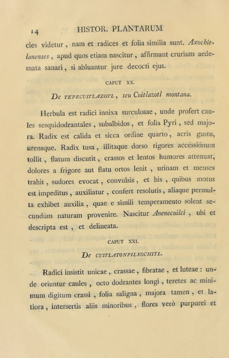 clcs videtur ^ Ucirn et rsdices et folui siinilis. sunt. Axochit* IdYicnscs ^ 3.pud ejuos etiam nascitur ^ affirmant ciurium aede- inata sanari, si abluantur jure decocti ejus. CAPUT XX. De TEPECUJTL^zoTL ^ scu Cuitlazotl montana. Herbula est radici innixa surculosae , unde profert cau-^ les sesquidodrantales , subalbidos, et folia Pyri, sed majo- ra. Radix est calida et sicca ordine quarto, acris gustu, urensque. Radix tusa, illitaque dorso rigores accessionum tollit , flatum discutit, crassos et lentos humores attenuat, dolores a frigore aut flatu ortos lenit , urinam et menses trahit, sudores evocat, convulsis, et his , quibus motus est impeditus, auxiliatur , confert resolutis, aliaque permul- ta exhibet auxilia , quae e simili temperamento solent se- cundum naturam provenire. Nascitur Anenecullci , ubi et descripta est , et delineata. CAPUT XXT. De CUITLATONPJLXOCHITL. Radici insistit unicae, crassae , fibratae , et luteae : un- de oriuntur caules , octo dodrantes longi, teretes ac minn tnum digitum crassi , folia saligna , majora tamen , et la- tiora , intersertis aliis minoribus , flores vero pui purei et