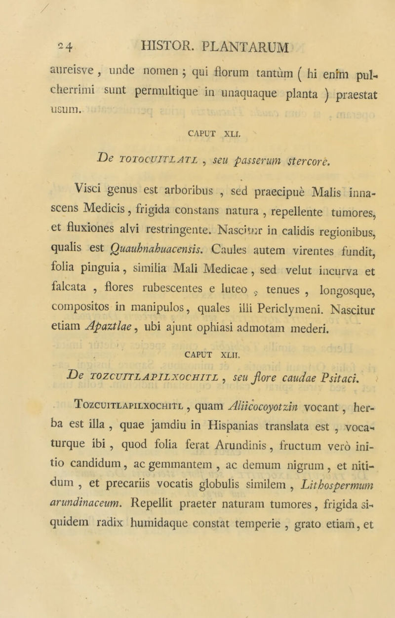 / 2 4 HISTOR. PLANTARUM aiireisve , unde nornen ^ qui florum tantum ^ hi enim puL cherrimi sunt permultique in unaquaque planta ) praestat usum. CAPUT XLI. De TOTocuiTLATL , seu passerum stercore, ► Visci genus est arboribus , sed praecipue Malis inna- scens Medicis, frigida constans natura , repellente tumores, et fluxiones alvi restringente. Nascitur in calidis regionibus, qualis est Quauhnahuacensis, Caules autem virentes fundit, folia pinguia, similia Mali Medicae, sed velut incurva et falcata , flores rubescentes e luteo tenues , longosque, compositos in manipulos, quales ilii Periclymeni. Nascitur etiam Apaztlae, ubi ajunt ophiasi admotam mederi. j CAPUT XLII. De TOZCUITLAPILXOCHITL , scu Jlore caudae PsitacL < Tozcuitlapilxochitl , quam Aliicocoyotzin vocant, her- ba est illa , quae jamdiu in Hispanias translata est , voca- turque ibi , quod folia ferat Arundinis, fructum vero ini- tio candidum, ac gemmantem , ac demum nigrum , et niti- dum , et precariis vocatis globulis similem , Lithospermum arundinaceum. Repellit praeter naturam tumores, frigida si- quidem radix humidaque constat temperie , grato etiam, et