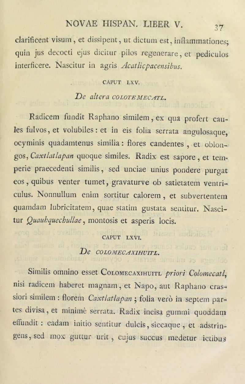 37 clarificent visum, et dissipent, ut dictum est .inflammationes; quin jus decocti ejus dicitur pilos regenerare, et pediculos interficere. Nascitur in agris Acatlicpacensibus. CAPUT LXV. T>e altera colotemecatl. Radicem fundit Raphano similem, ex qua profert cau- les fulvos, et volubiles: et in eis folia serrata angulosaque, ocy minis quadamtenus similia: flores candentes , et oblon- gos, quoque similes. Radix est sapore, et tem- perie praecedenti similis, sed unciae unius pondere purgat eos, quibus venter tumet, gravaturve ob satietatem ventri- culus. Nonnullum enim sortitur calorem, et subvertentem quamdam lubricitatem, quae statim gustata sentitur. Nasci- tur Quauhquechullae ^ montosis et asperis locis. CAPUT LXVI. De COLOMECAXIHUITL, Similis omnino esset Colomecaxihuitl priori Colomecatl^ nisi radicem haberet magnam, et Napo, aut Raphano cras- siori similem : florem Caxtlatlapan ; folia vero in septem par- tes divisa, et minime serrata. Radix incisa gummi quoddam effundit: eadam initio sentitur dulcis, siccaque , et adstrin- gens,sed mox guttur urit, cujus succus medetur ictibus