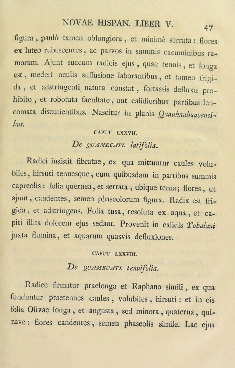 figura, paulo tamen oblongiora, et minime serrata: flores ex luteo rubescentes, ac parvos in summis cacuminibus ra- morum. Ajunt succum radicis ejus , quae tenuis, et longa est, mederi oculis suffusione laborantibus, et tamen frigi- da , et adstringenti natura constat, fortassis defluxu pro- hibito , et roborata facultate, aut calidioribus partibus leu- comata discutientibus. Nascitur in planis Quauhnahuacensi-' bus. CAPUT LXXVII. De Qu.iMECATL latifolia. Radici insistit fibratae, ex qua mittuntur caules volu- biles , hirsuti tenuesque, cum quibusdam in partibus summis capreolis: folia quernea, et serrata , ubique terna; flores, ut ajunt, candentes, semen phaseolorum figura. Radix est fri- gida , et adstringens. Folia tusa, resoluta ex aqua, et ca- piti illita dolorem ejus sedant. Provenit in calidis Tohalani juxta flumina, et aquarum quasvis defluxiones.- CAPUT LXXVIII. T>e QUAMEC.^TL temifolia. Radice firmatur praelonga et Raphano simili, ex qua funduntur praetenues caules, volubiles, hirsuti : et in eis folia Olivae longa , et angusta, sed minora, quaterna, quH nave: flores candentes, semen phaseolis simile. Lac ejus