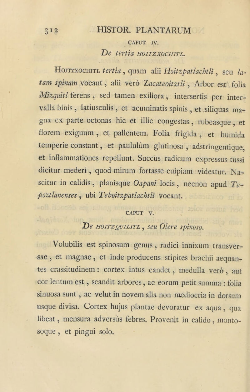 CAPUT IV. De tertia hoitzxochitl. Hoitzxochitl tertia , quam alii HoitzpatlachtU , seu la- tam spinam vocant, alii vero Zacateoitztli, Arbor est' folia Mizqiiitl ferens , sed tamen exiliora, intersertis per inter- valla binis, latiusculis, et acuminatis spinis , et .siliquas ma- gna ex parte octonas hic et illic congestas, rubeasque, et florem exiguum , et pallentem. Folia frigida , et humida temperie constant, et paululum glutinosa , adstringentique, et inflammationes repellunt. Succus radicum expressus tussi dicitur mederi, quod mirum fortasse cuipiam videatur. Na- scitur in calidis, planisque Oapani locis, necnon apud Te- poztlanenses, ubi Tehoitzpatlachtli vocant. CAPUT V. De HOiTZQUiLiTL, seu Olere spinoso. Volubilis est spinosum genus, radici innixum transver- sae , et magnae, et inde producens stipites brachii aequan- tes crassitudinem : cortex intus candet, medulla vero, aut cor lentum est, scandit arbores, ac eorum petit summa : folia sinuosa sunt, ac velut in novem alia non mediocria in dorsum usque divisa. Cortex hujus plantae devoratur ex aqua, qua libeat, mensura adversus febres. Provenit in calido, monto- soque 5 et pingui solo.