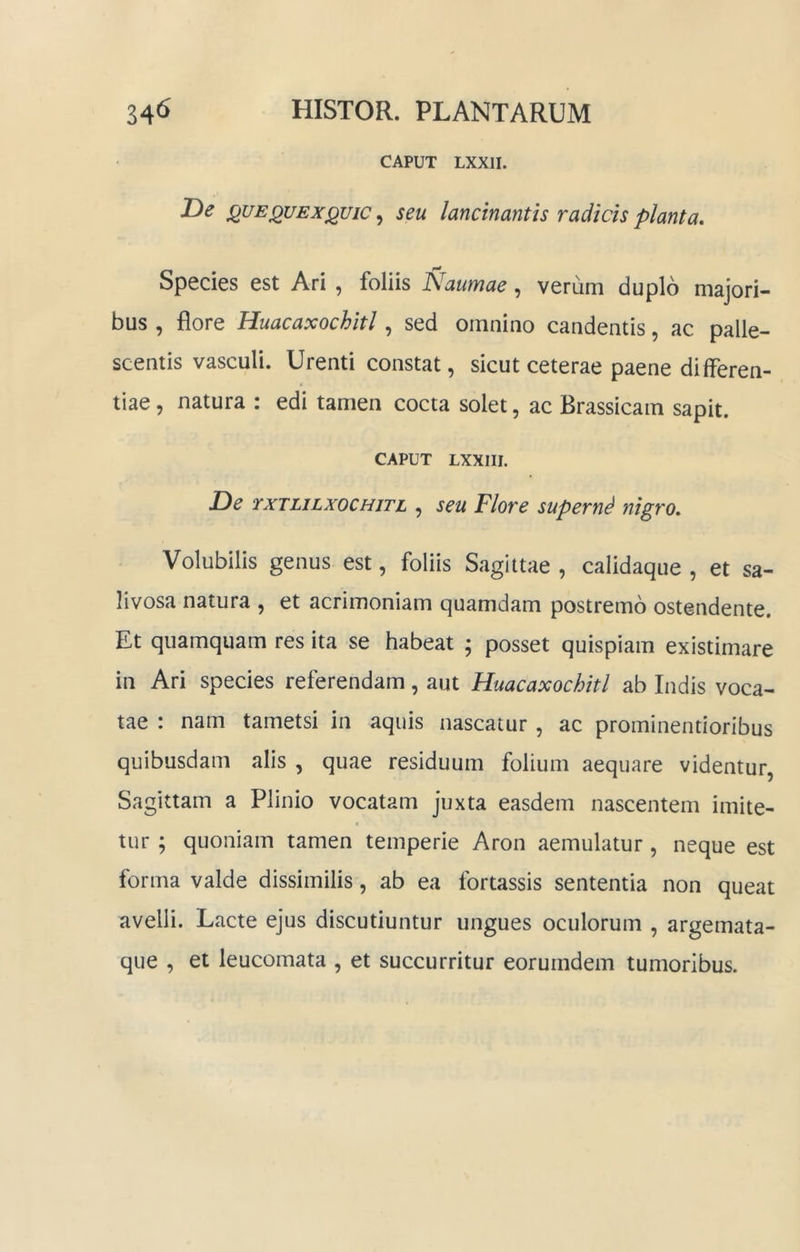 CAPUT LXXII. T)e QUEQUEXQUic, seu lancinantis radicis planta. Species est Ari , foliis Naumae, verum duplo majori- bus , flore Huacaxochitl, sed omnino candentis, ac palle- scentis vasculi. Urenti constat, sicut ceterae paene differen- tiae, natura : edi tamen cocta solet, ac Brassicam sapit. CAPUT LXXIII. JDe TXTLiLxocHjTL , scu Flovc supemS nigro. Volubilis genus est, foliis Sagittae , calidaque , et sa- livosa natura , et acrimoniam quamdam postremo ostendente. Et quamquam res ita se habeat ; posset quispiam existimare in Ari species referendam, aut Huacaxochitl ab Indis voca- tae : nam tametsi in aquis nascatur , ac prominentioribus quibusdam alis , quae residuum folium aequare videntur, Sagittam a Plinio vocatam juxta easdem nascentem imite- I tur ; quoniam tamen temperie Aron aemulatur, neque est forma valde dissimilis, ab ea fortassis sententia non queat avelli. Lacte ejus discutiuntur ungues oculorum , argemata- que , et leucomata , et succurritur eorumdem tumoribus.