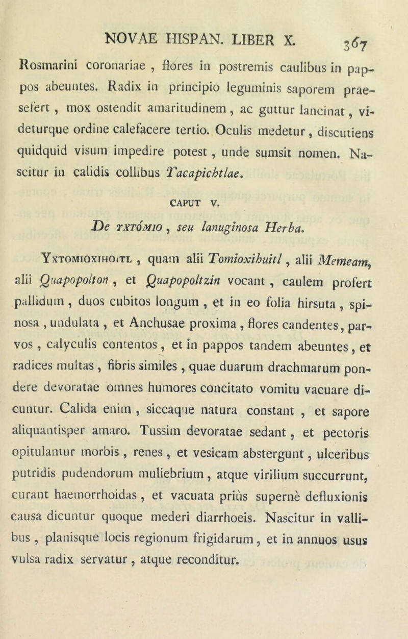 Rosmarini coronariae , flores in postremis caulibus in pap- pos abeuntes. Radix in principio leguminis saporem prae- selert , mox ostendit amaritudinem, ac guttur lancinat, vi- deturque ordine calefacere tertio. Oculis medetur, discutiens quidquid visum impedire potest, unde sumsit nomen. Na- scitur in calidis collibus Tacapichtlae, CAPUT V. De YXTQMio , seu lanuginosa Herba. YxTOMioxtHOiTL , quam alii Tomioxihuitl ^ alii Memeam^ alii Quapopolton , et Quapopoltzin vocant , caulem profert pallidum , duos cubitos longum , et in eo folia hirsuta, spi- nosa , undulata , et Anchusae proxima , flores candentes, par- vos , calyculis contentos , et in pappos tandem abeuntes, et radices multas , fibris similes , quae duarum drachmarum pon- dere devoratae omnes humores concitato vomitu vacuare di- cuntur. Calida enim , siccaque natura constant , et sapore aliquantisper amaro. Tussim devoratae sedant, et pectoris opitulamur morbis , renes , et vesicam abstergunt, ulceribus putridis pudendorum muliebrium, atque virilium succurrunt, curant haemorrhoidas , et vacuata prius superne defluxionis causa dicuntur quoque mederi diarrhoeis. Nascitur in valli- bus , planisque locis regionum frigidarum, et in annuos usus vulsa radix servatur , atque reconditur.