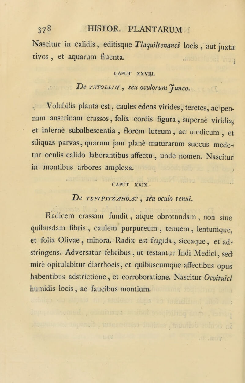 Nascitur in calidis, editisque Tlaquiltenanci locis , aut juxtat rivos, et aquarum fluenta. . , CAPUT XXVIII. De TXTOLLiisi, seu oculorum yunco. V Volubilis planta est, caules edens virides, teretes, ac pen- nam anserinam crassos, folia cordis figura, superne viridia et inferne subalbescentia , florem luteum, ac modicum , et siliquas parvas, quarum jam plane maturarum succus mede-^ tur oculis calido laborantibus affectu, unde nomen. Nascitur in montibus arbores amplexa. CAPUT XXIX.- ' ^ ■' De rxpjpiTz^Ho^c , seu oculo tenui. * * Radicem crassam fundit, atque obrotundam, non sine quibusdam fibris , caulem purpureum , tenuem, lentumque, et folia Olivae, minora. Radix est frigida, siccaque, et ad^ stringens. Adversatur febribus, ut testantur Indi Medici, sed' mire opitulabitur diarrhoeis, et quibuscumqiie affectibus opus habentibus adstrictione, et corroboratione. Nascitur Ocoituici humidis locis, ac faucibus montium. ■1
