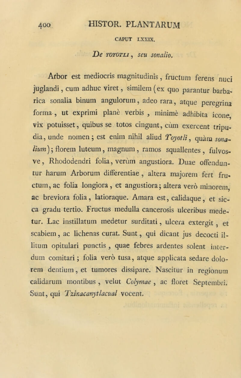 CAPUT LXXIX. De roroTLi ^ seu sonalio. Arbor est mediocris magnitudinis, fructum ferens nuci juglandi, cum adhuc viret, similem (ex quo parantur barba- rica sonalia binum angulorum, adeo rara, atque peregrina forma-, ut exprimi plane verbis , minime adhibita icone, vix potuisset, quibus se totos cingunt, cum exercent tripu- dia, unde nomen; est enim nihil aliud Toyotli^ quam sona^ //«w); florem luteum, magnum, ramos squallentes , fulvos- ve. Rhododendri folia, verum angustiora. Duae offendun- tur harum Arborum differentiae , altera majorem fert fru- ctum, ac folia longiora, et angustiora; altera vero minorem, ac breviora folia, latioraque. Amara est, calidaque, et sic- ca gradu tertio. Fructus medulla cancerosis ulceribus mede- tur. Lac instillatum medetur surditati, ulcera extergit, et scabiem, ac lichenas curat. Sunt, qui dicant jus decocti il- litum opitulari punctis , quae febres ardentes solent inter- dum comitari; folia vero tusa, atque applicata sedare dolo- rem dentium, et tumores dissipare. Nascitur in regionum calidarum montibus , velut Colytnae , ac floret Septembri. Sunt, qui Tzinacanytlacual vocent.