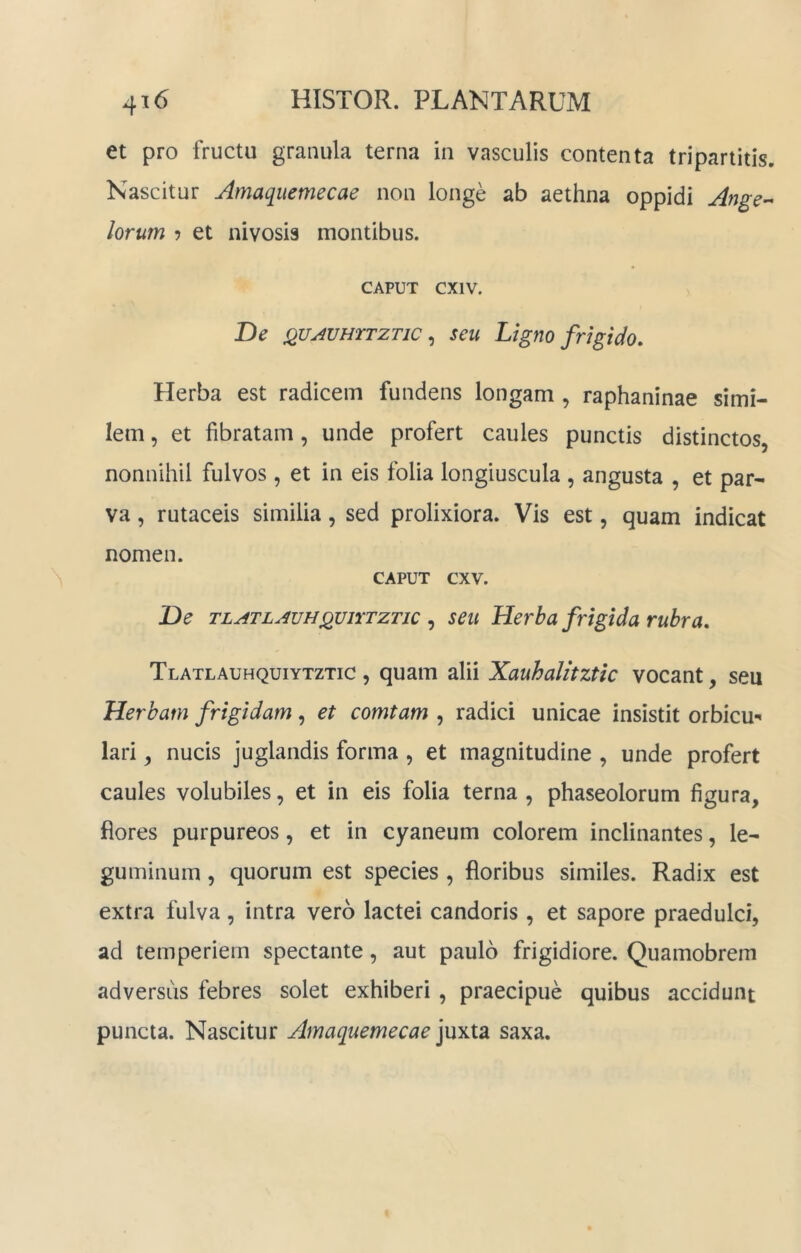 et pro fructu granula terna in vasculis contenta tripartitis. Nascitur Amaquemecae non longe ab aethna oppidi Ange-- lorum 5 et nivosis montibus. CAPUT cxiv. De (guAvmrzTic ^ seu Ligno frigido. Herba est radicem fundens longam , raphaninae simi- lem 5 et fibratam, unde profert caules punctis distinctos, nonnihil fulvos, et in eis folia longiuscula , angusta , et par- va , rutaceis similia, sed prolixiora. Vis est, quam indicat nomen. CAPUT cxv. De TLATLAuHQUiTTZTic , seu Herba frigida rubra, Tlatlauhquiytztic , quam alii Xauhalitztic vocant, seu Herbam frigidam, et comtam , radici unicae insistit orbicu- lari , nucis juglandis forma, et magnitudine , unde profert caules volubiles, et in eis folia terna , phaseolorum figura, flores purpureos, et in cyaneum colorem inclinantes, le- guminum , quorum est species , floribus similes. Radix est extra fulva, intra vero lactei candoris, et sapore praedulci, ad temperiem spectante, aut paulo frigidiore. Quamobrem adversus febres solet exhiberi , praecipue quibus accidunt puncta. Nascitur Amaquemecae ]\iyX2l saxa.