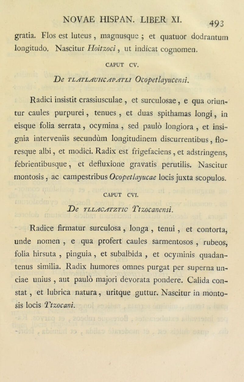 493 gratia. Flos est luteus, maguusque ; et quatuor dodrantuin longitudo. Nascitur Hoitzoci, ut indicat cognomen. CAPUT cv. De TLATLAUHCAPATLi Ocopethyucensu Radici insistit crassiusculae , et surculosae, e qua oriun- tur caules purpurei, tenues , et duas spithamas longi, in eisque folia serrata, ocymina , sed paulo longiora , et insi- gnia interveniis secundam longitudinem discurrentibus, flo- resque albi, et modici. Radix est frigefaciens, et adstringens, febrientibusque, et defluxione gravatis perutilis. Nascitur montosis, ac campestribus Ocopetlayucae locis juxta scopulos. ^ , CAPUT cvr. De YLLACATZTic TtzocanensL Radice firmatur surculosa, longa , tenui, et contorta, unde nomen , e qua profert caules sarmentosos , rubeos, folia hirsuta , pinguia, et subalbida , et ocyminis quadan- tenus similia. Radix humores omnes purgat per superna un- ciae unius , aut paulo majori devorata pondere. Calida con- stat , et lubrica natura, uritque guttur. Nascitur in monto- sis locis Ttzocani.