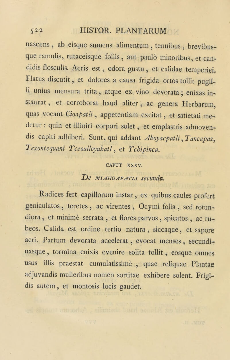 nascens , ab eisque sumens alimentum , tenuibus, brevibus- que ramulis, rutaceisque foliis, aut paulo minoribus, et cau* didis flosculis. Acris est, odora gustu , et calidae temperiei. Flatus discutit, et dolores a causa frigida ortos tollit pugil- li unius mensura trita, atque ex vino devorata; enixas in- staurat , et corroborat haud aliter, ac genera Herbarum, quas vocant CioapatH , appetentiam excitat, et satietati me- detur : quin et illiniri corpori solet, et emplastris admoven- dis capiti adhiberi. Sunt, qui addant Ahoyacpatli^TancapaZy Tezontequani Tceoalloyuhatl ^ et Tchipinca, CAPUT XXXV. De MiAHOAPATLi secundpL. Radices fert capillorum instar , ex quibus caules profert geniculatos, teretes , ac virentes, Ocymi folia , sed rotun- diora , et minime serrata , et flores parvos, spicatos, ac ru- beos. Calida est ordine tertio natura, siccaque, et sapore acri. Partum devorata accelerat, evocat menses, secundi- nasque , tormina enixis evenire solita tollit, eosque omnes usus illis praestat cumulatissime , quae reliquae Plantae adjuvandis mulieribus nomen sortitae exhibere solent. Frigi- dis autem, et montosis locis gaudet.