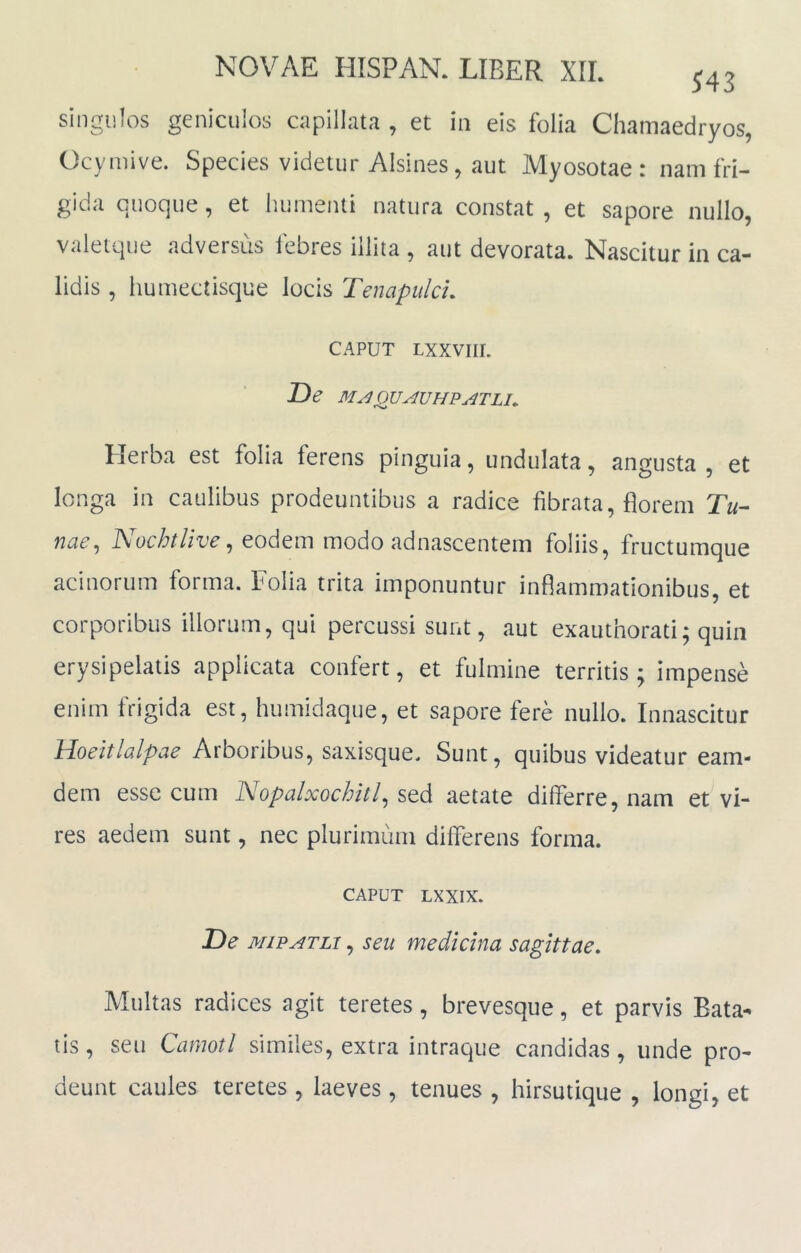 singulos geniculos capillata , et in eis folia Chamaedryos, Ocyiiiive. Species videtur Alsines, aut Myosotae: nam fri- gida quoque, et humenti natura constat, et sapore nullo, valetque adversus febres illita , aut devorata. Nascitur in ca- lidis , liumectisque locis Tenapulcu CAPUT LXXVIII. De M^OUAUHPATLl. Herba est folia ferens pinguia, undulata, angusta , et longa in caulibus prodeuntibus a radice fibrata, florem Tu- nae^ , eodem modo adnascentem foliis, fructumque acinorum forma. Folia trita imponuntur inflammationibus, et corporibus illorum, qui percussi sunt, aut exauthorati; quin erysipelatis applicata confert, et fulmine territis; impense enim frigida est, humidaque, et sapore fere nullo. Innascitur Hoeitlalpae Arboribus, saxisque. Sunt, quibus videatur eam- dem esse cum Nopalxochitl^ sed aetate differre, nam et vi- res aedem sunt, nec plurimum differens forma. CAPUT LXXIX. De MifATLi, seu medicina sagittae. Multas radices agit teretes, brevesque, et parvis Bata^ tis, seu Camotl similes, extra intraque candidas, unde pro- deunt caules teretes , laeves , tenues , hirsutique , longi, et